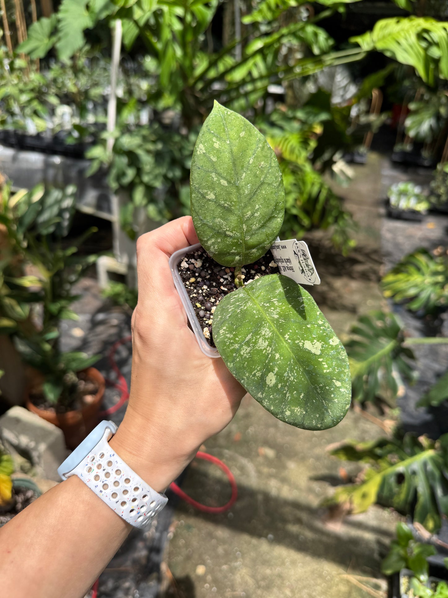 Aff. Meredithii (dark splashy leaves)