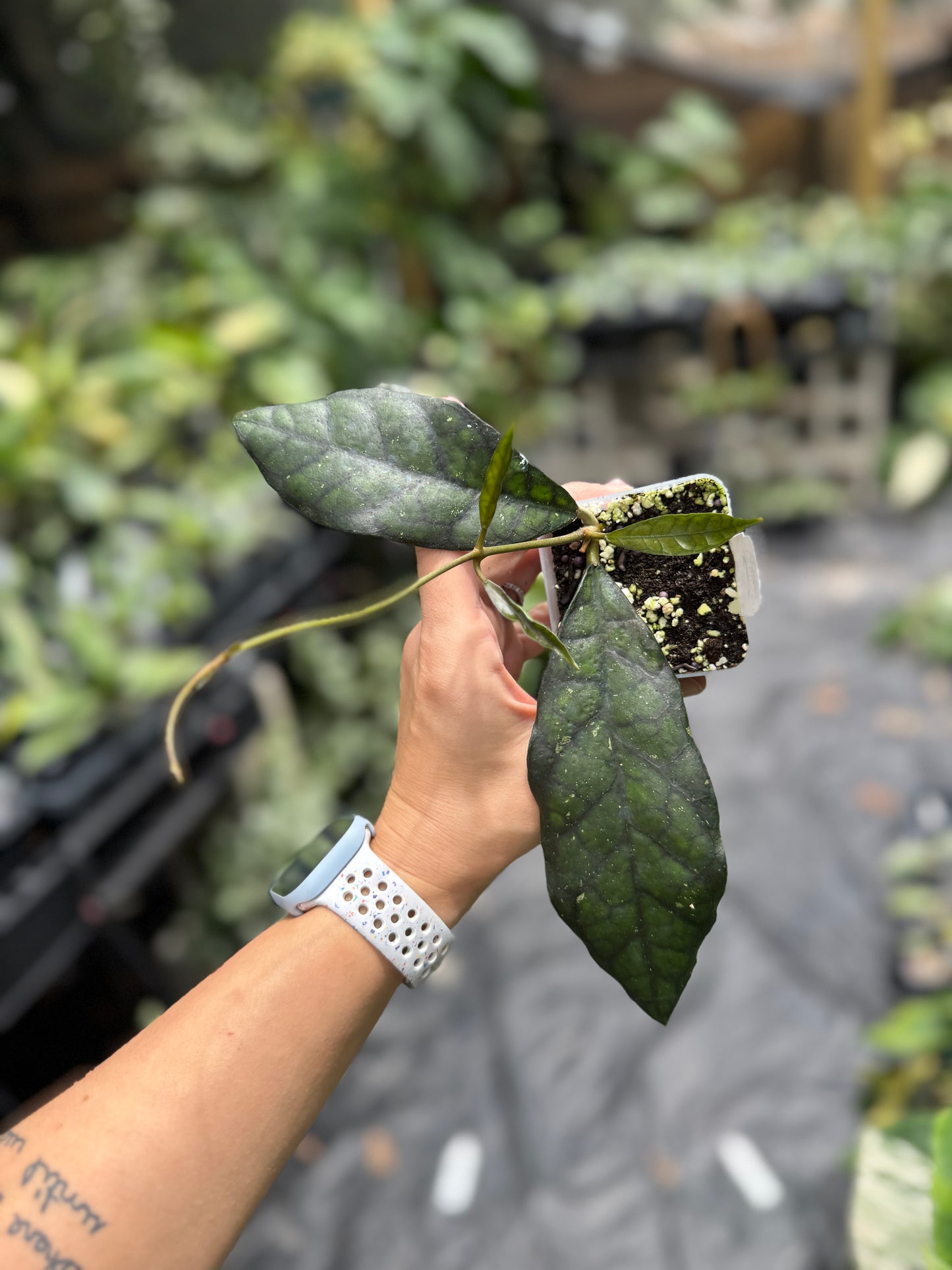 Hoya callistophylla 'Black Cat'