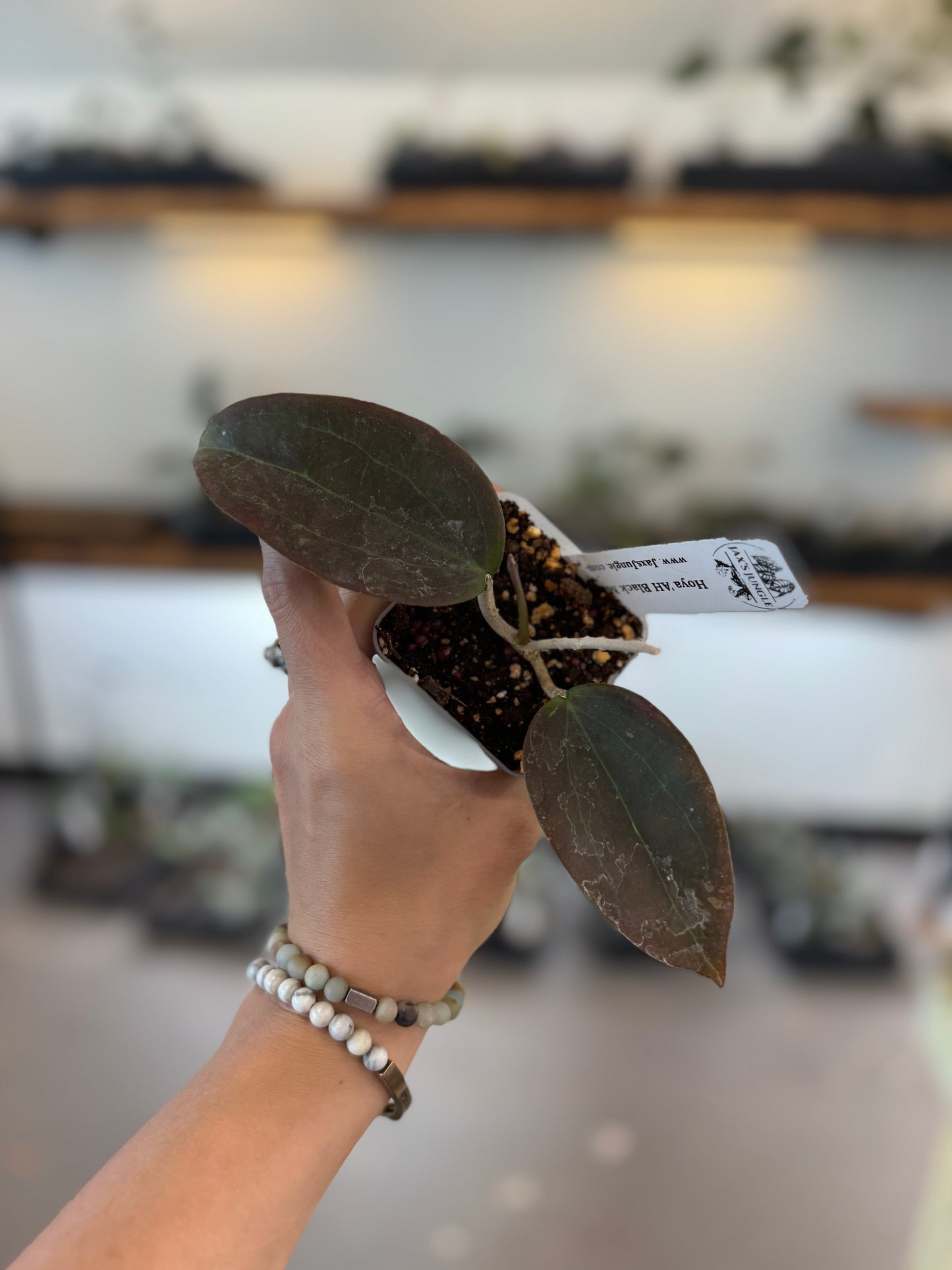 Hoya AH ‘Black Magic’