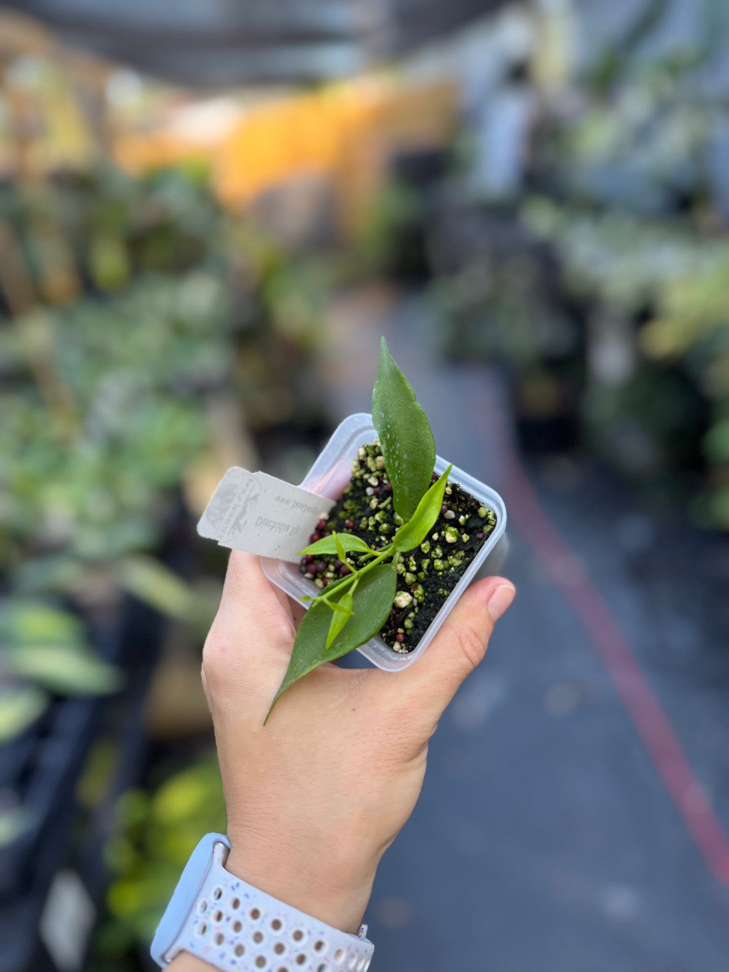 Dischidia sp. blue flower