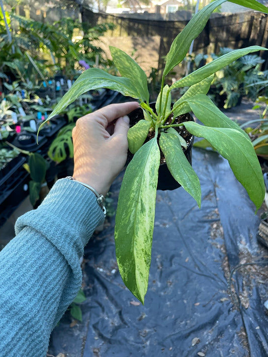Anthurium vittarifolium Variegated