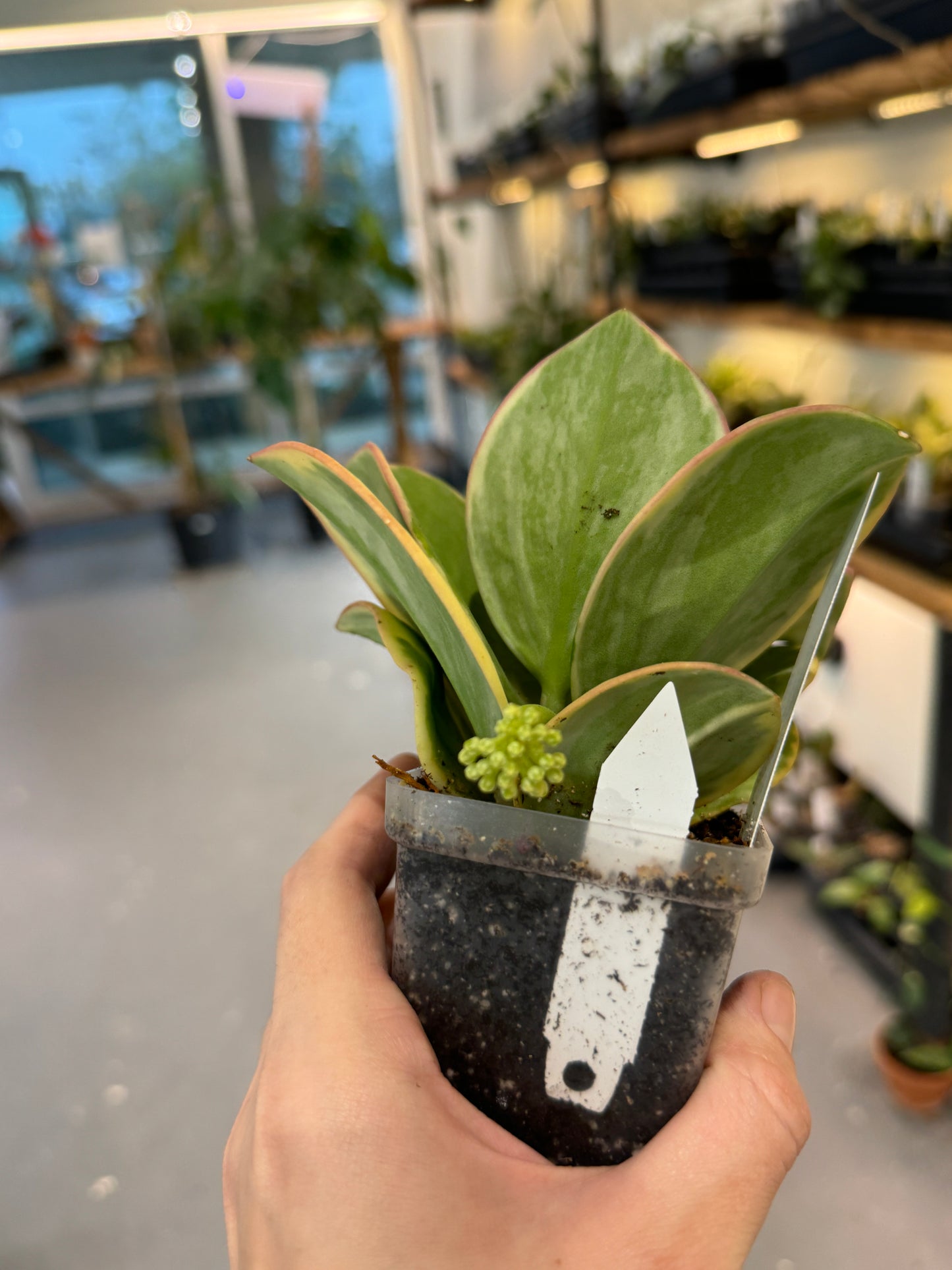 Hoya pachyclada variegated (round leaf)