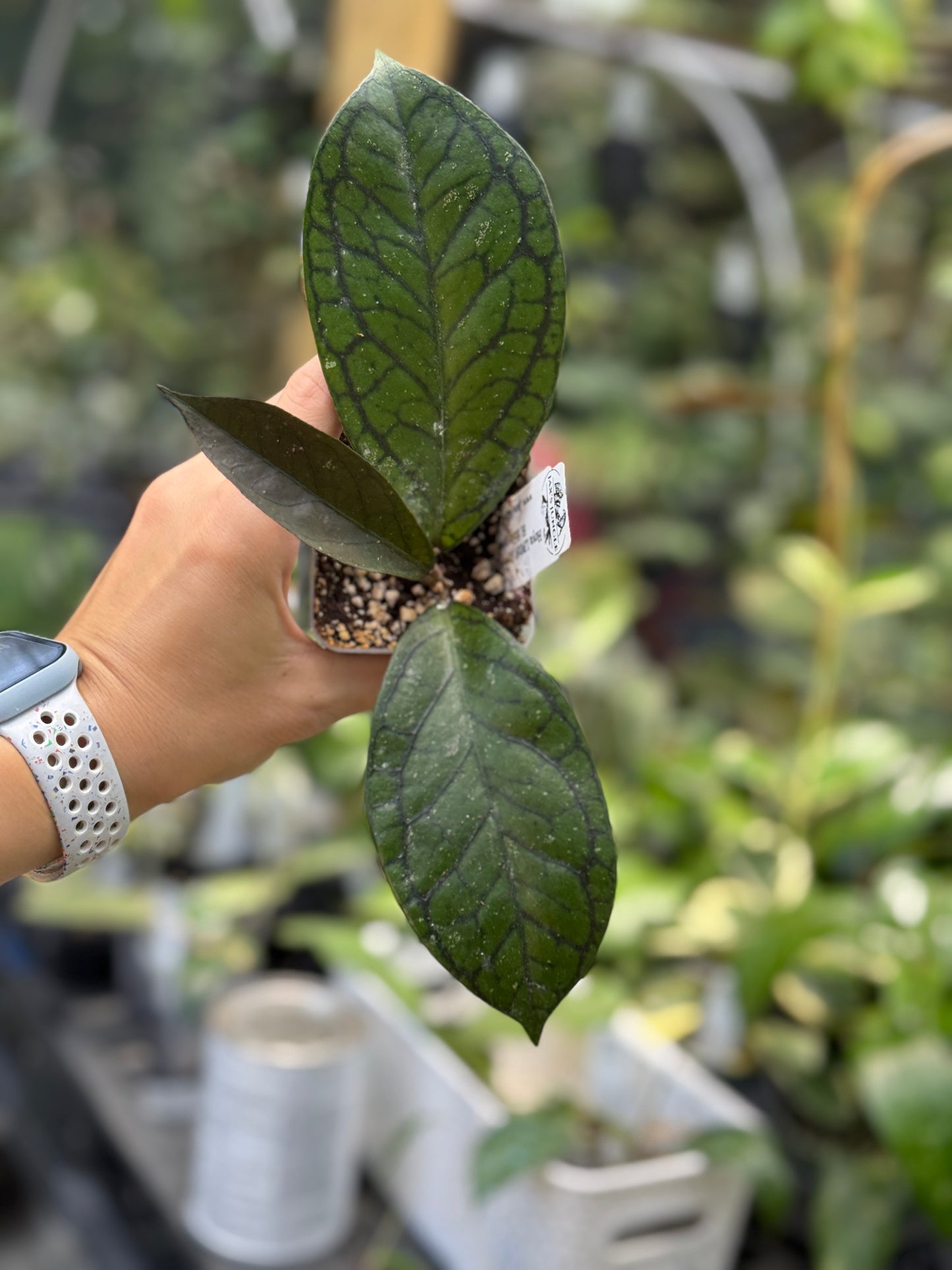 Hoya LP019 (H. erythrina x H. finlaysonii)