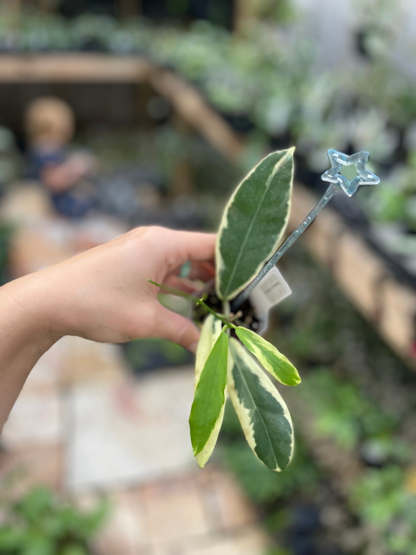 hoya pimenteliana albomarginata