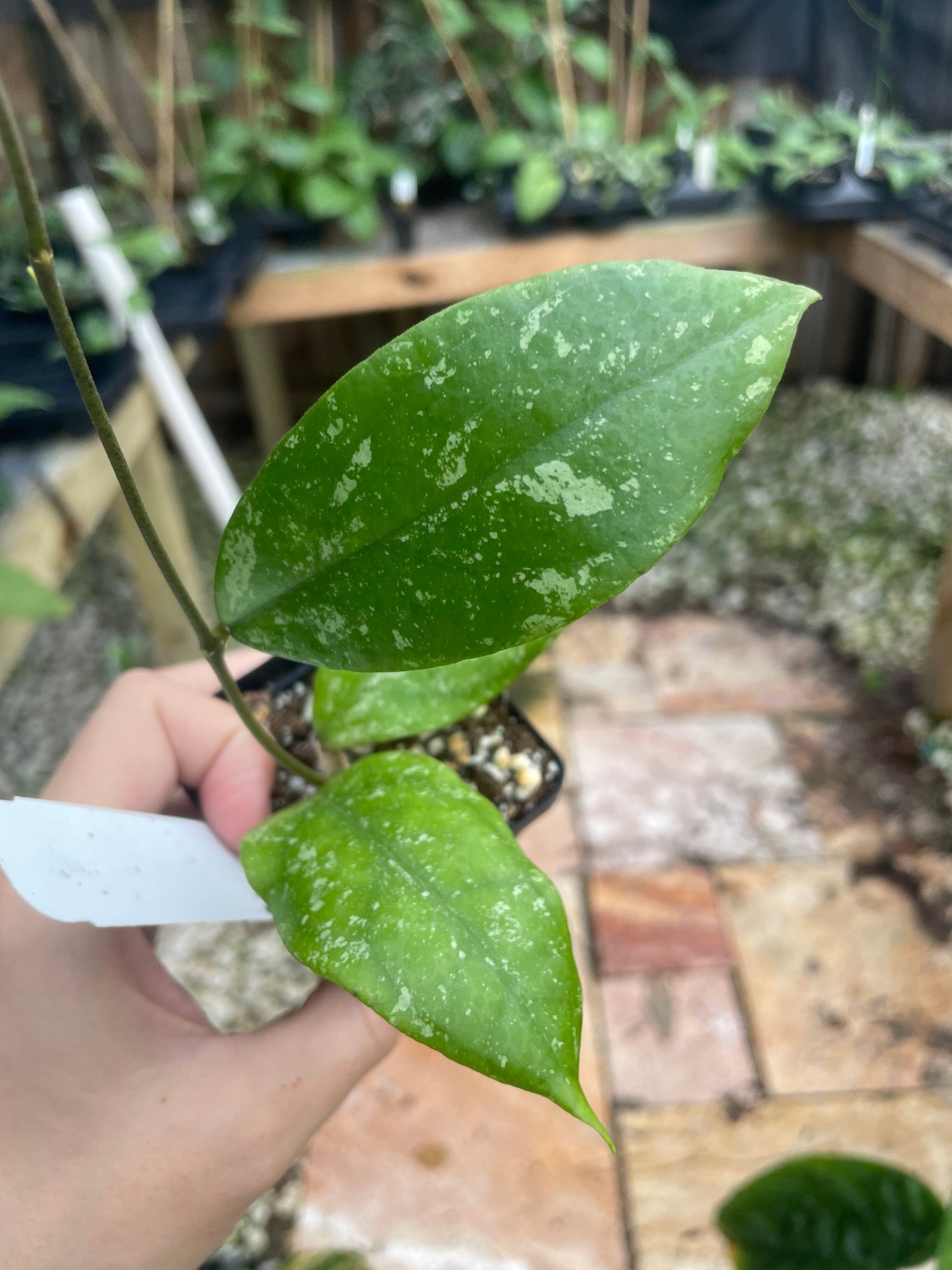 Hoya SP. Sabah AG 08-25