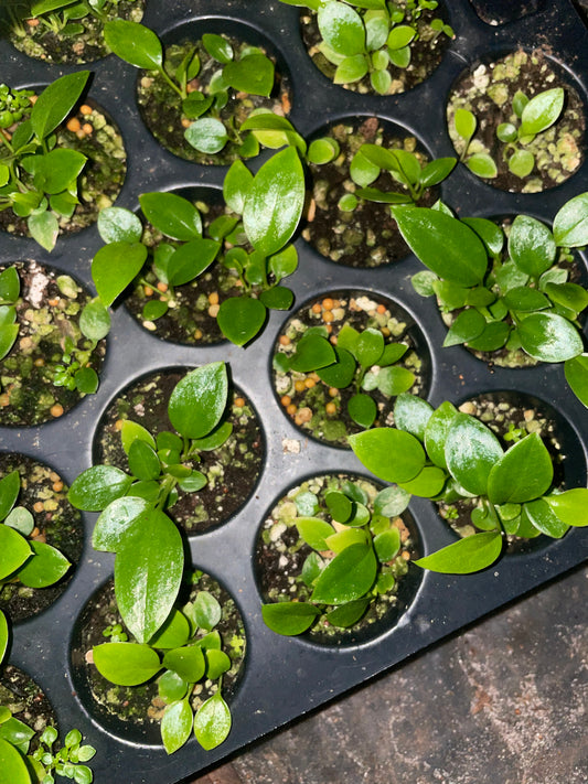 Anthurium vittarifolium seedlings