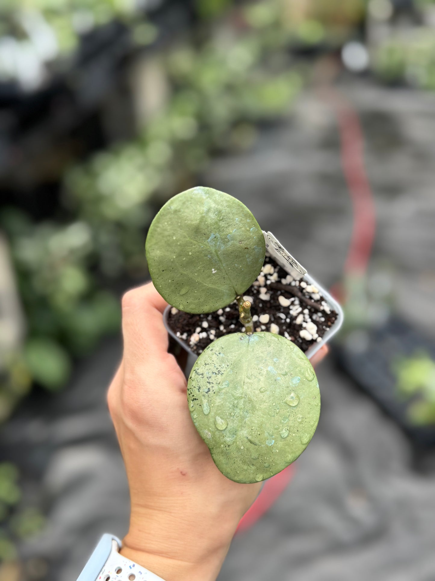 Hoya verticillata (silver, heart shaped)