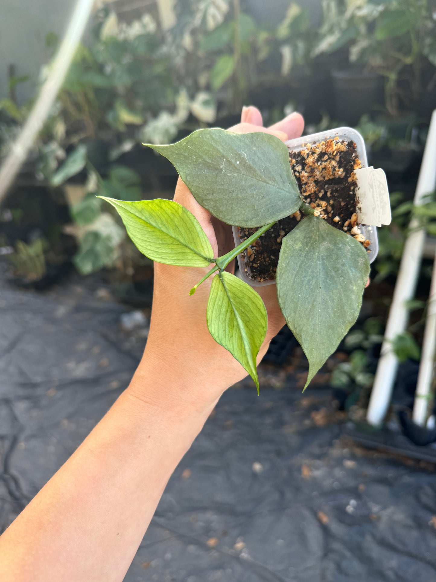 Hoya polyneura (silver)