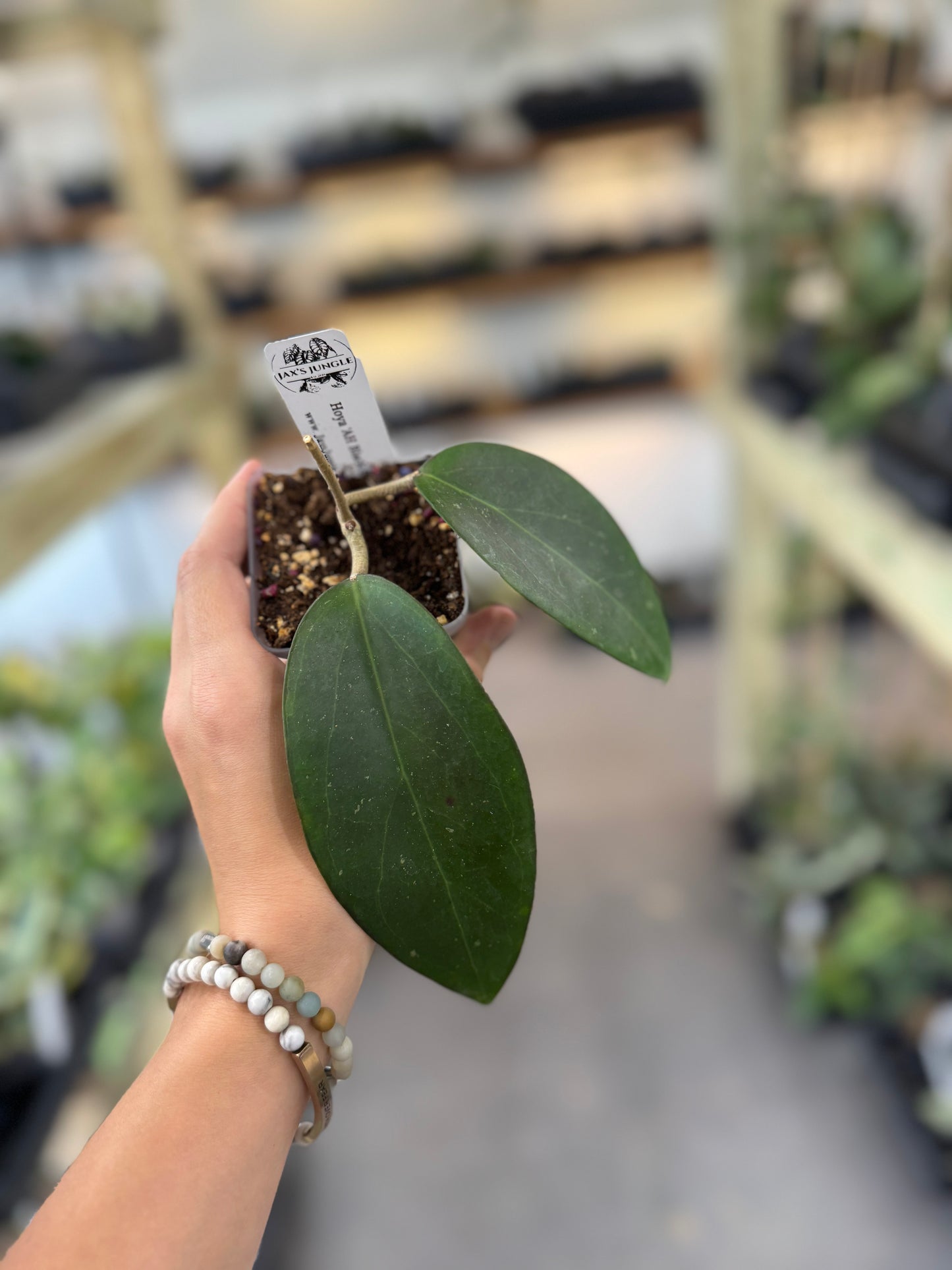 Hoya AH 'Black spinel'