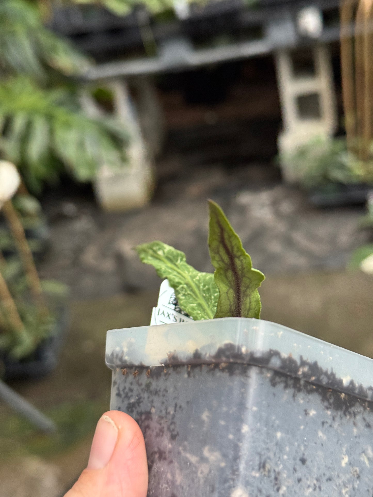 Hoya sp. Blang Bleke 'Z3'