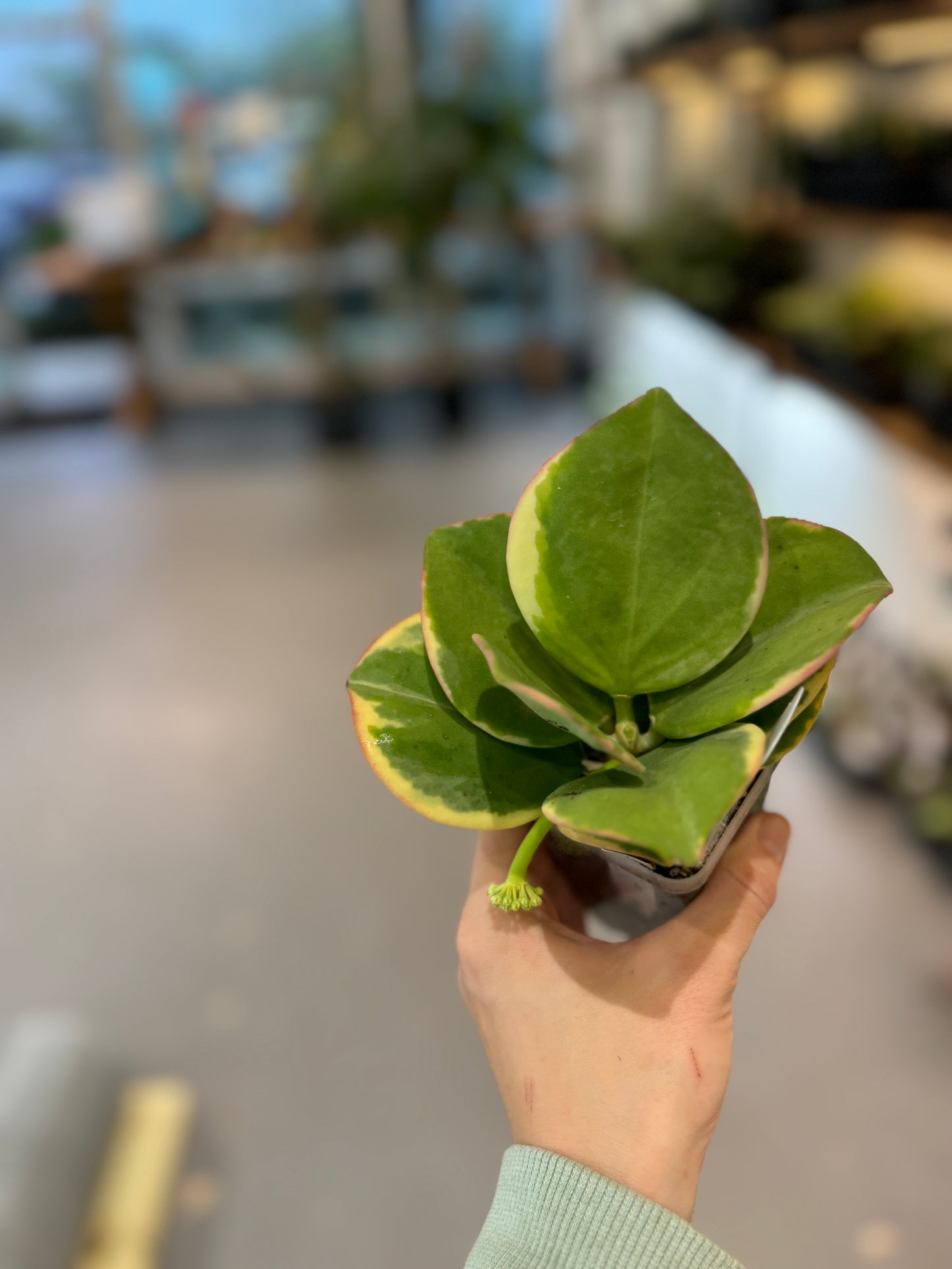 Hoya pachyclada variegated (round leaf)