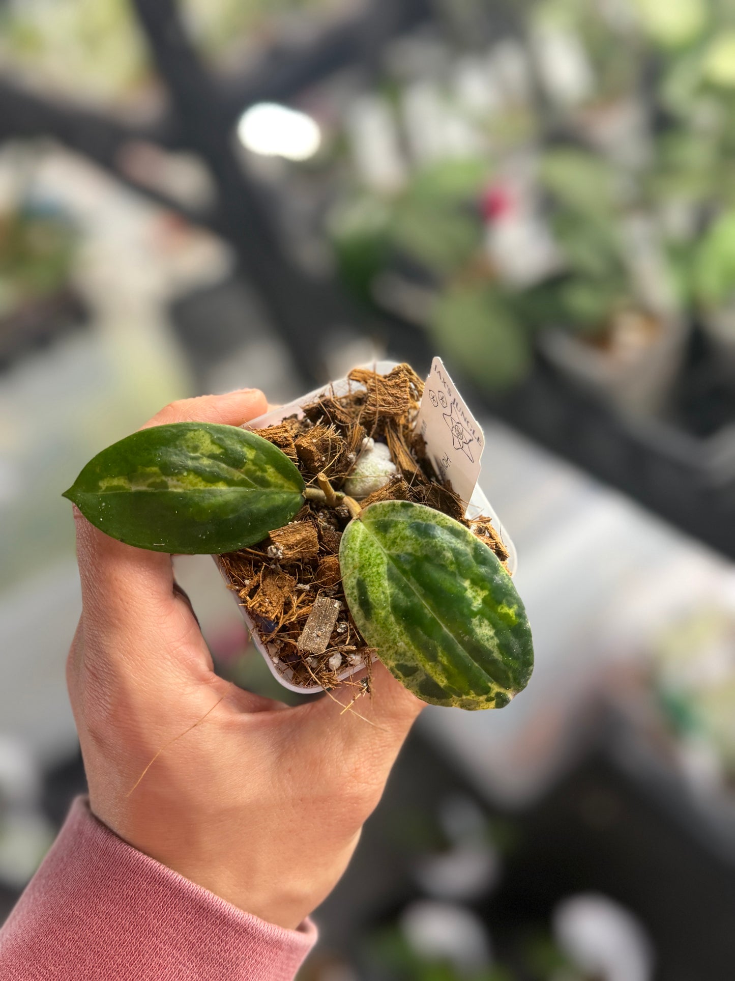 Hoya ‘Swiffers Mirage’