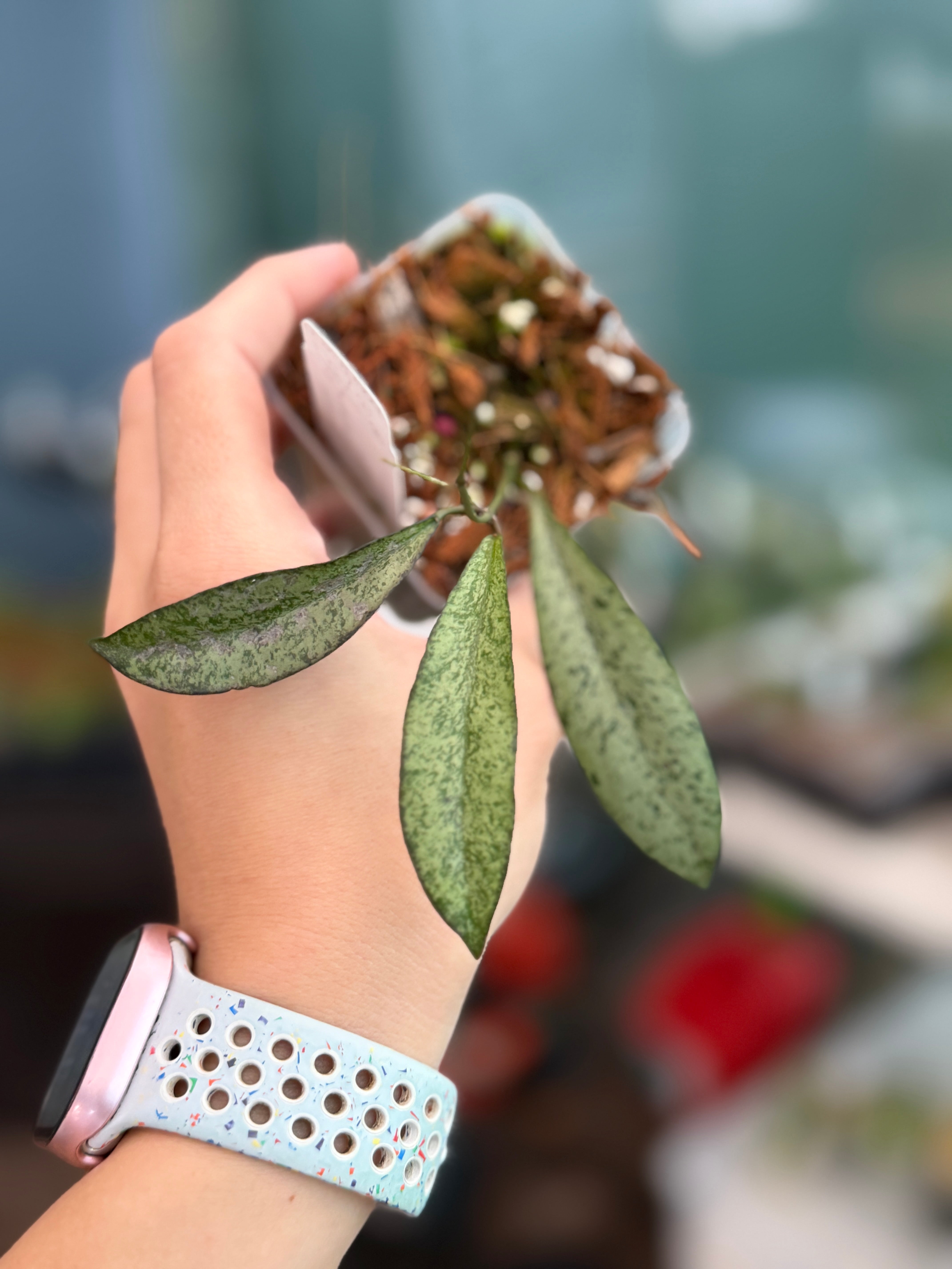 Hoya 'Argentella Luna' (H. Kentiana X H. Lamingtoniae (PNG/Papua