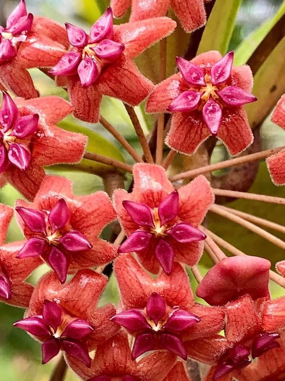 Hoya LP007 (H. erythrina x H. UT267)