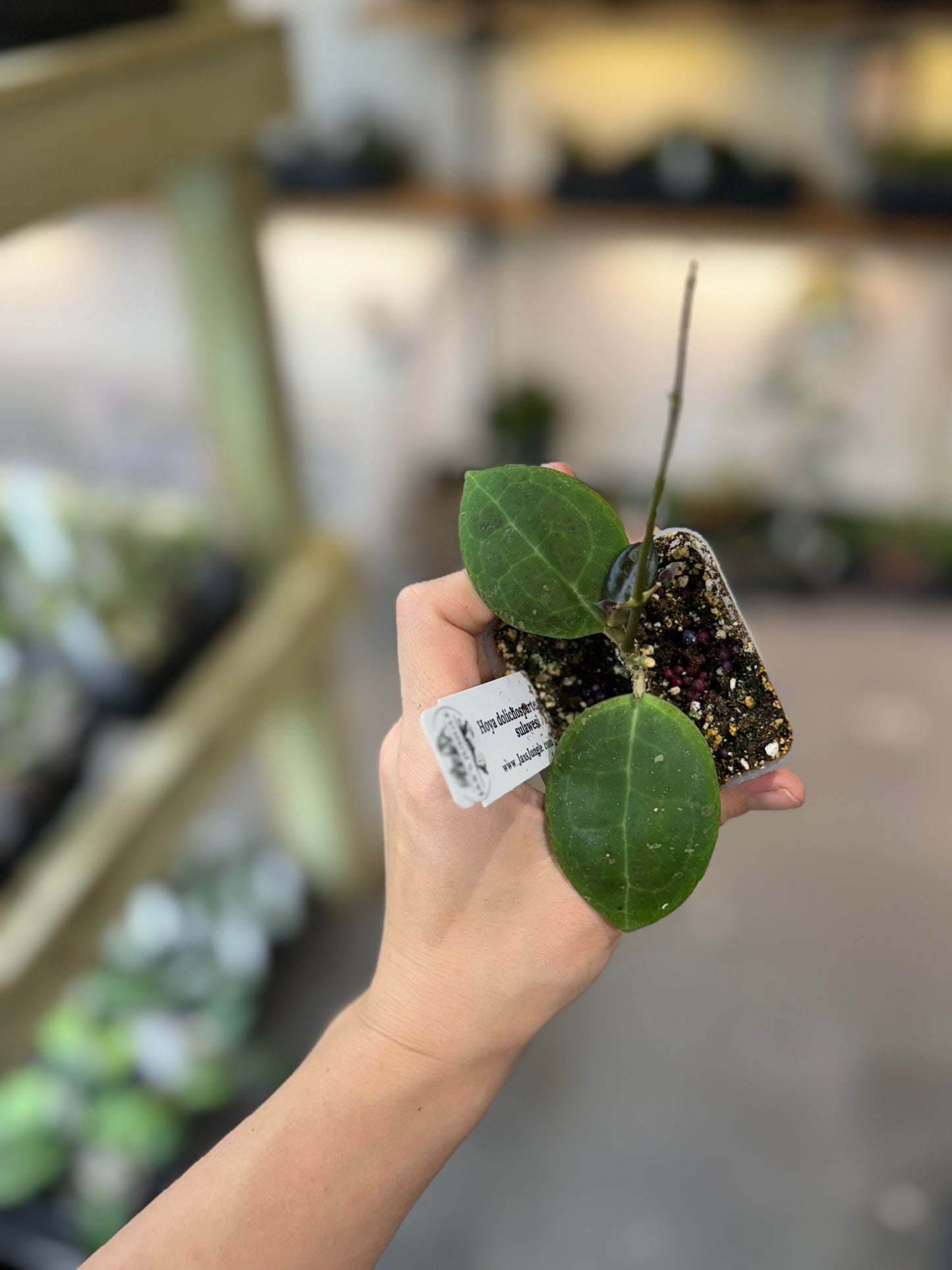 Hoya dolichosparte red sp. sulawesi