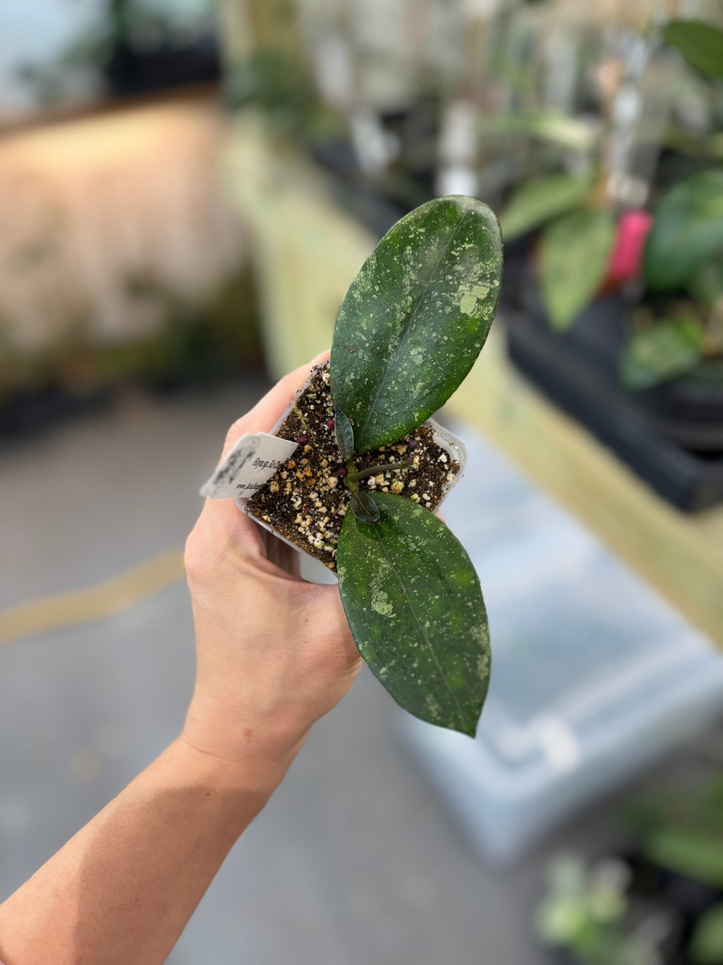 Hoya sp. Ko Chang Island