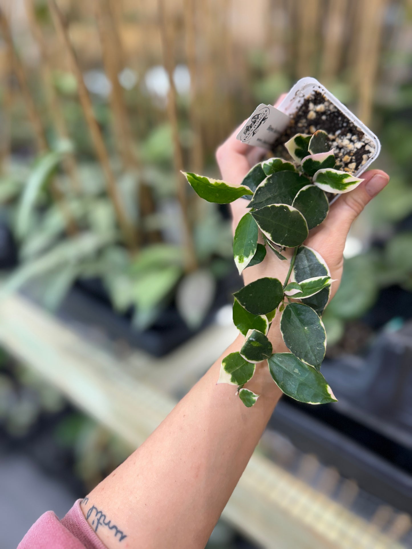 Hoya lacunosa asami