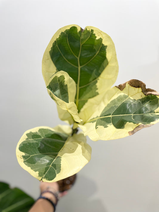 Ficus Lyrata Variegata, Variegated fiddle leaf fig