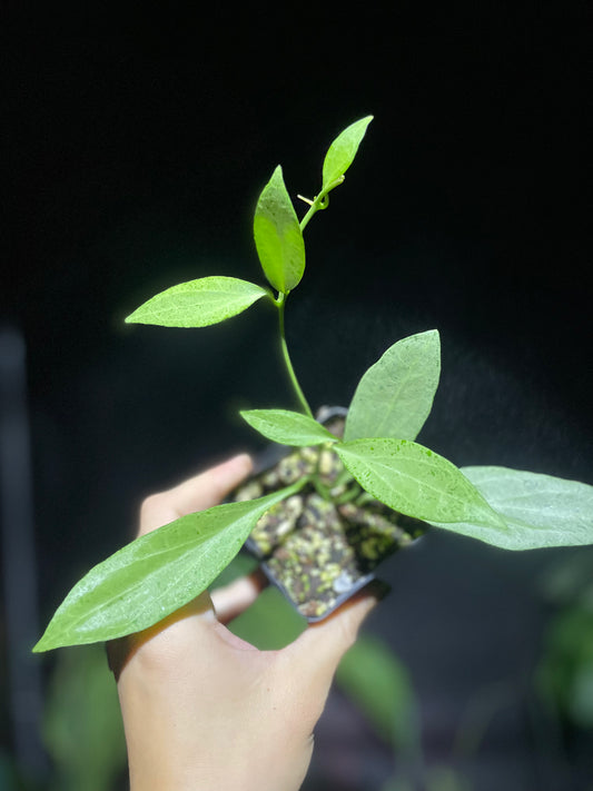 Hoya New Guinea ghost (Ngg)