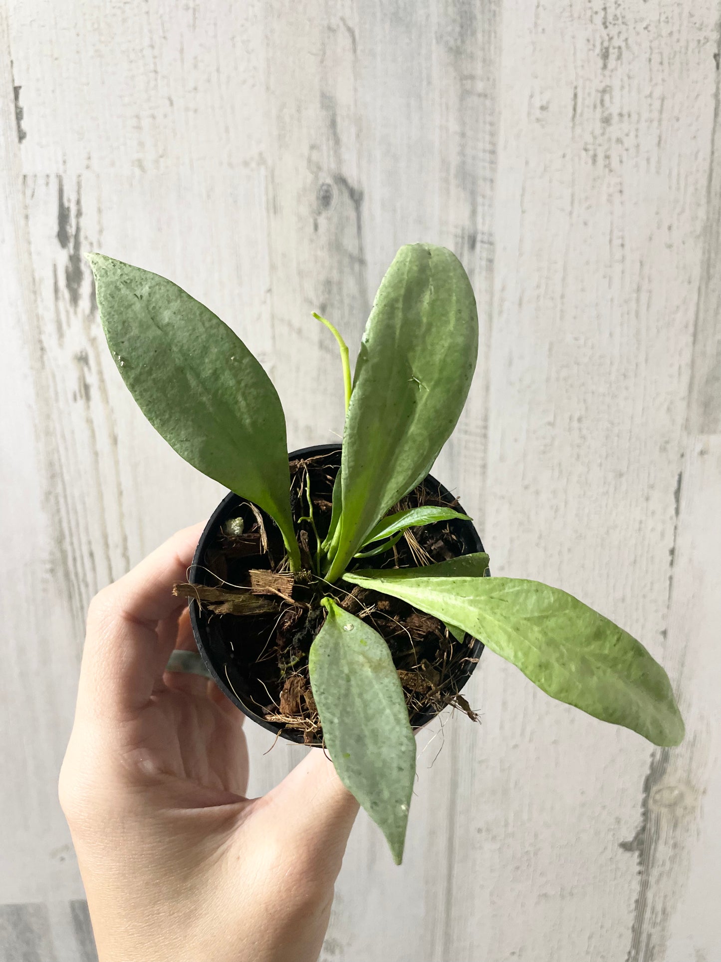 Hoya New Guinea ghost (Ngg)
