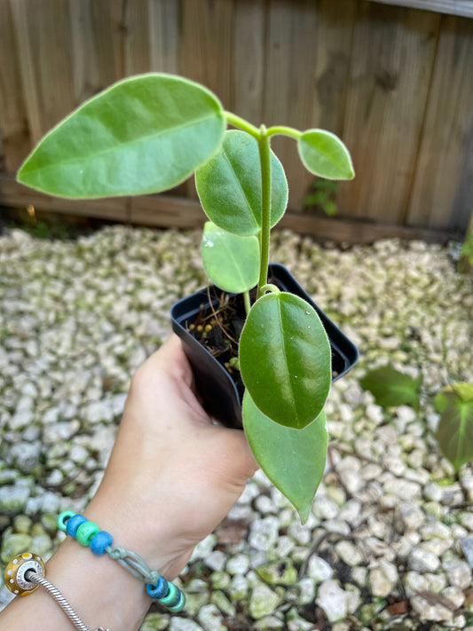 Hoya Lauterbachii