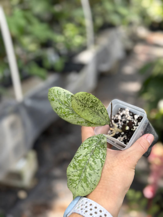 Hoya ‘Lorelai’