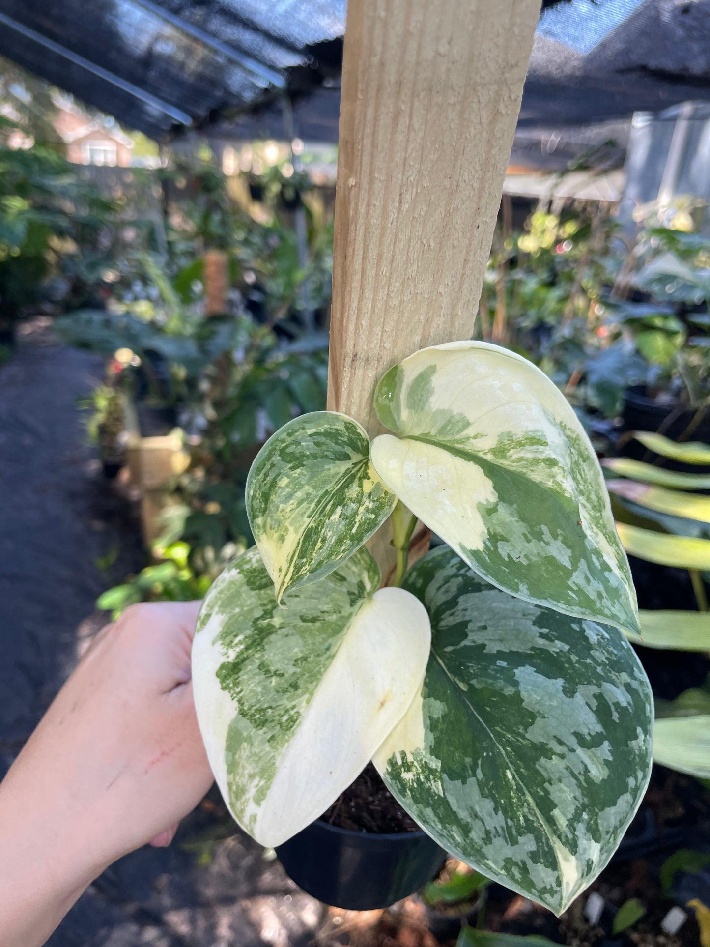 Scindapsus Exotica Variegated