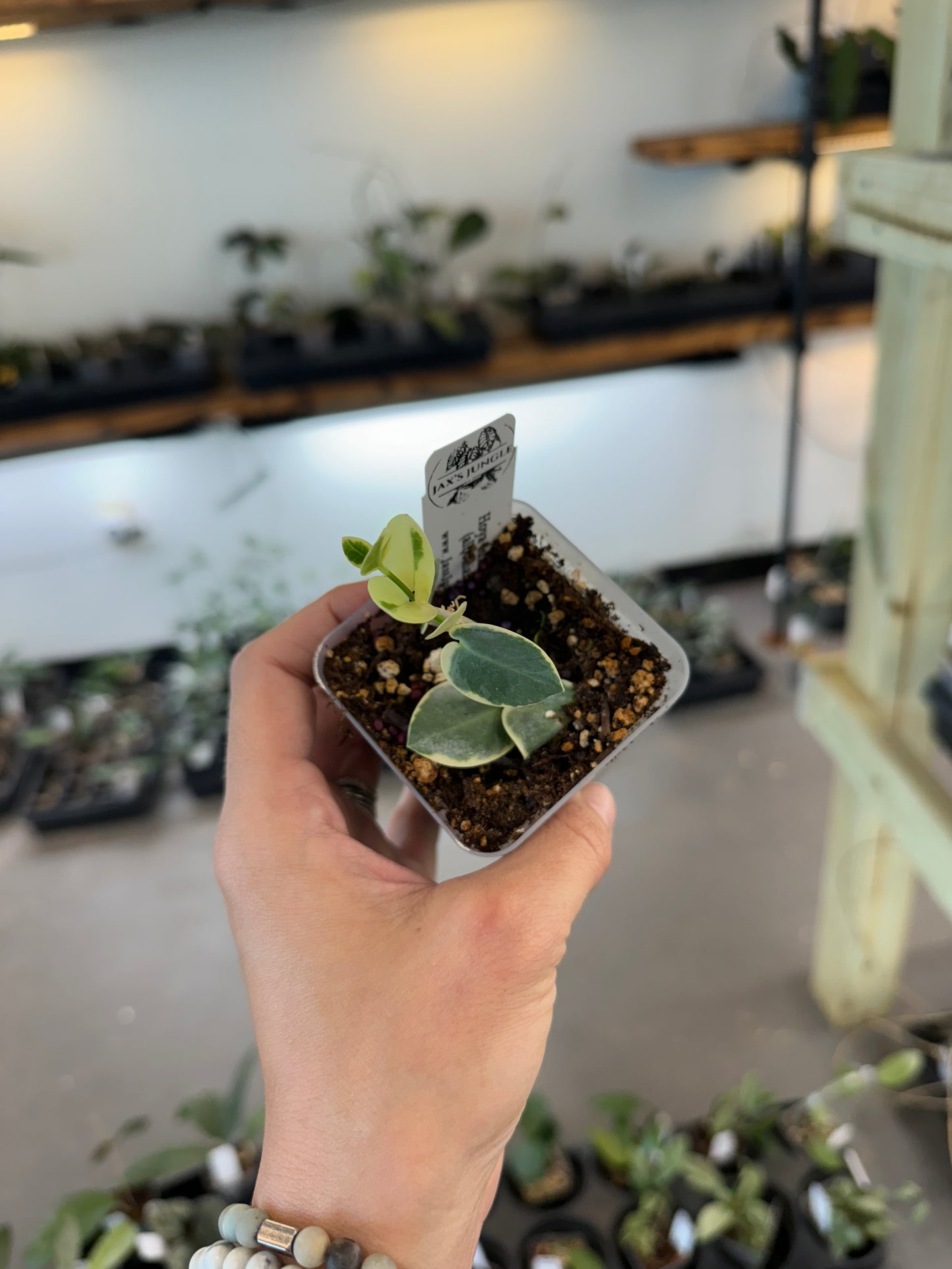 Hoya cummingiana (albomarginata)