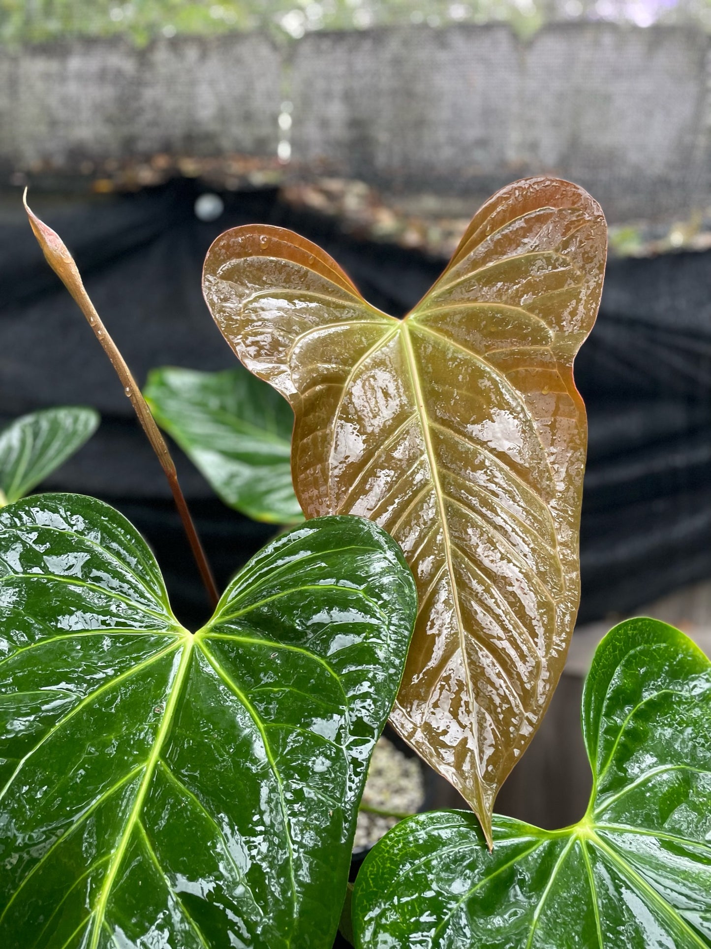 Anthurium ‘Justin’ x ‘wings’