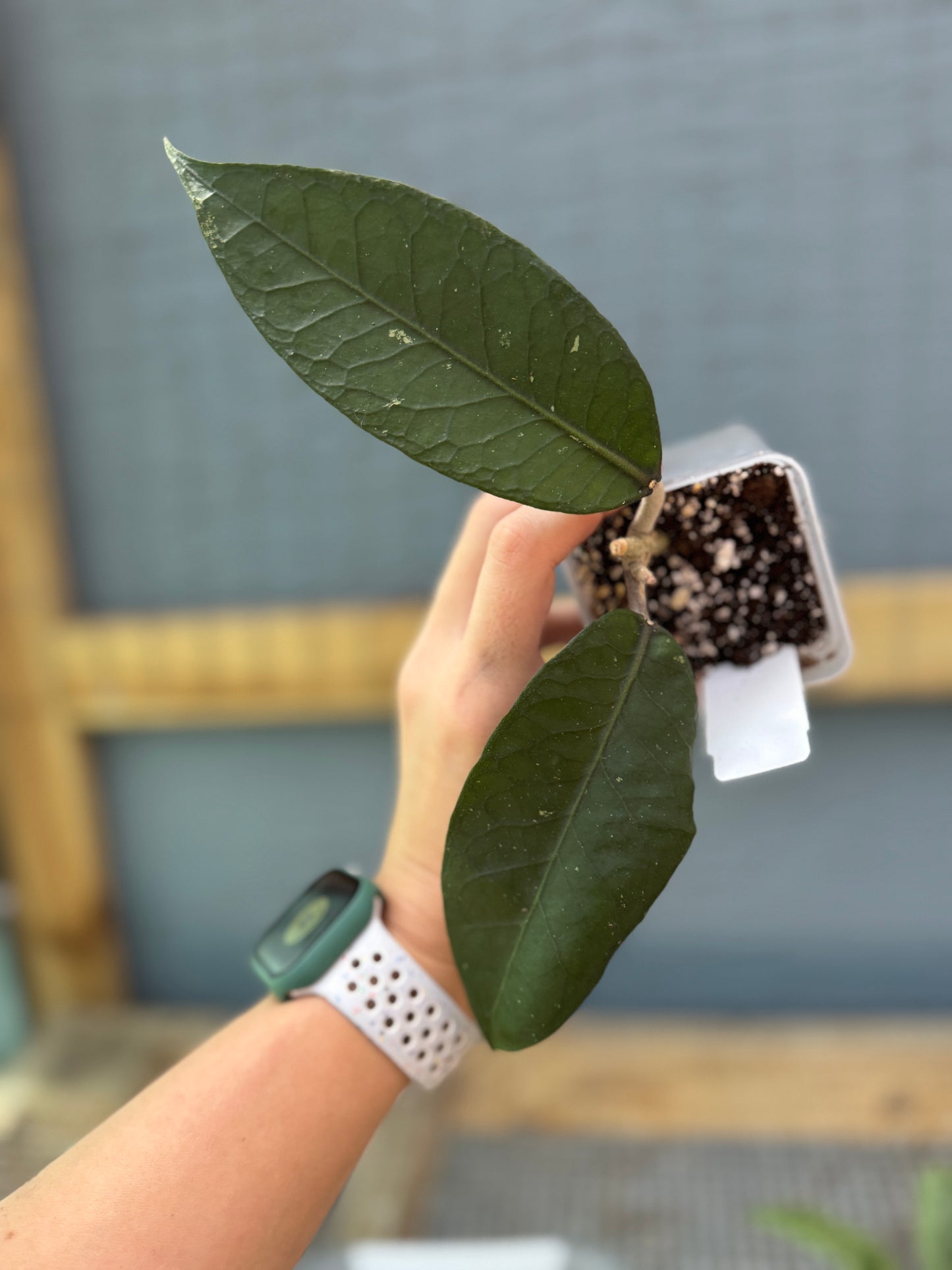 Hoya sp. Gayo Lues NAPC034