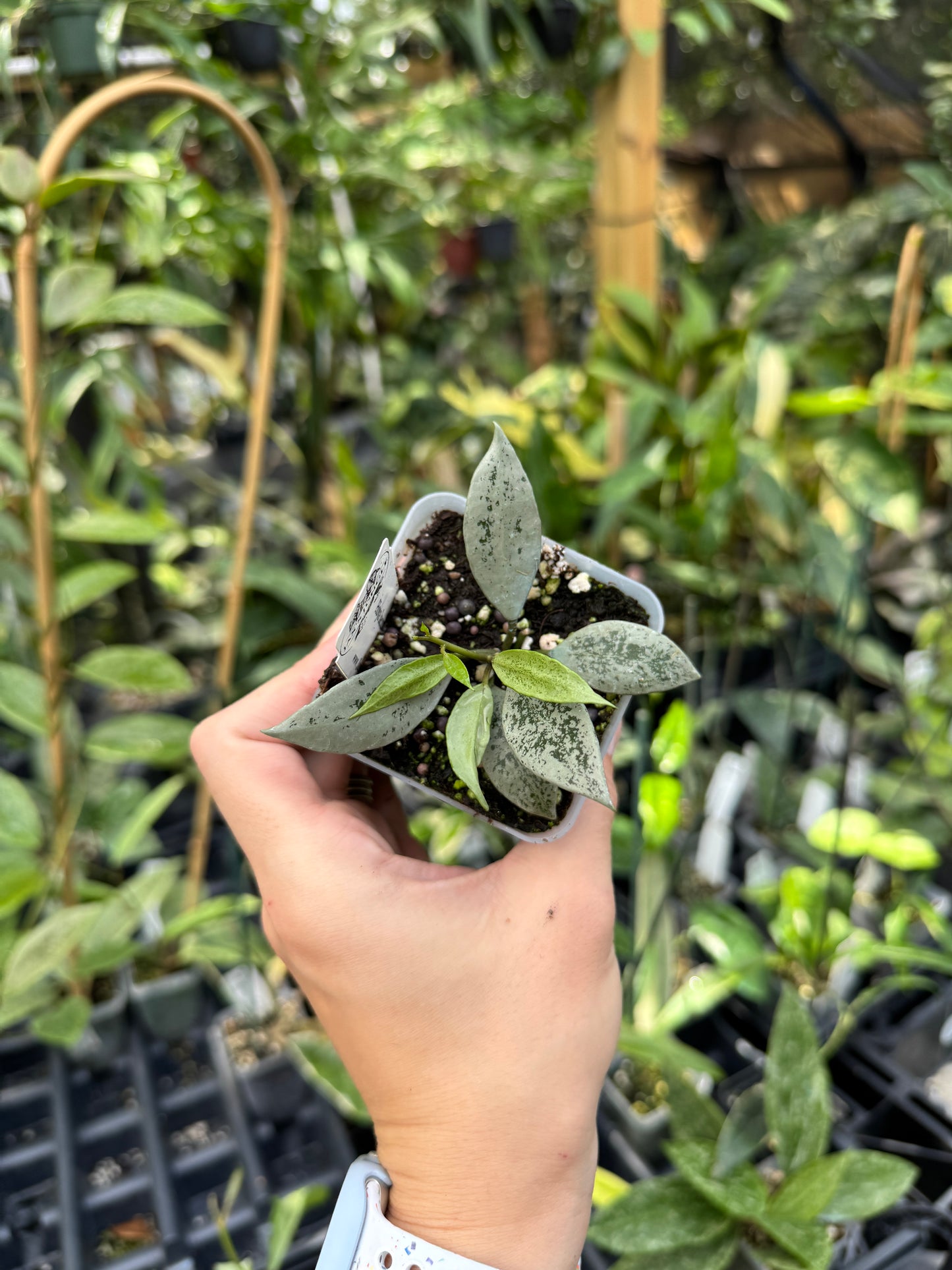 Hoya lacunosa ‘Leopard Skin’