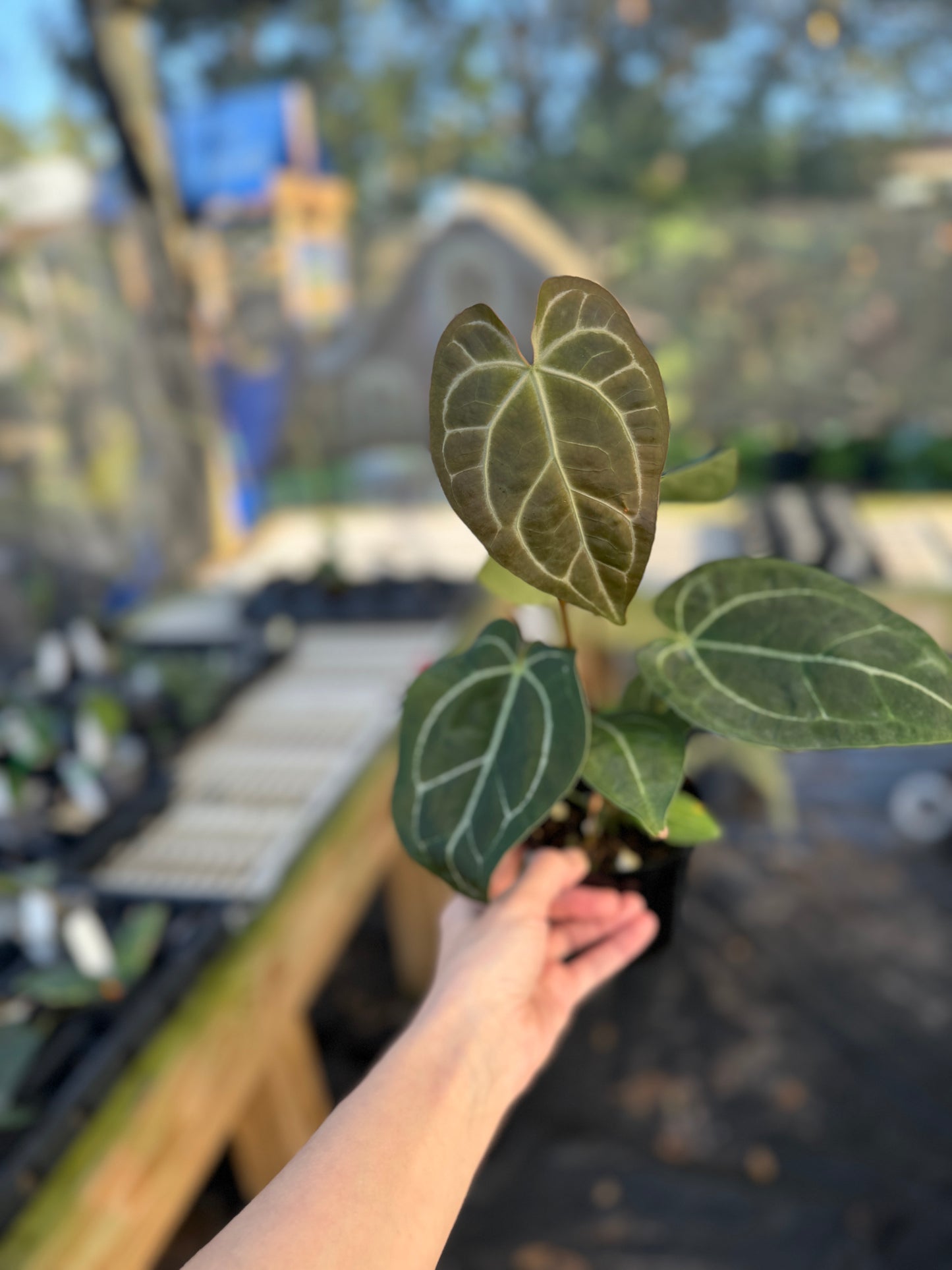 Anthurium  crystallinum