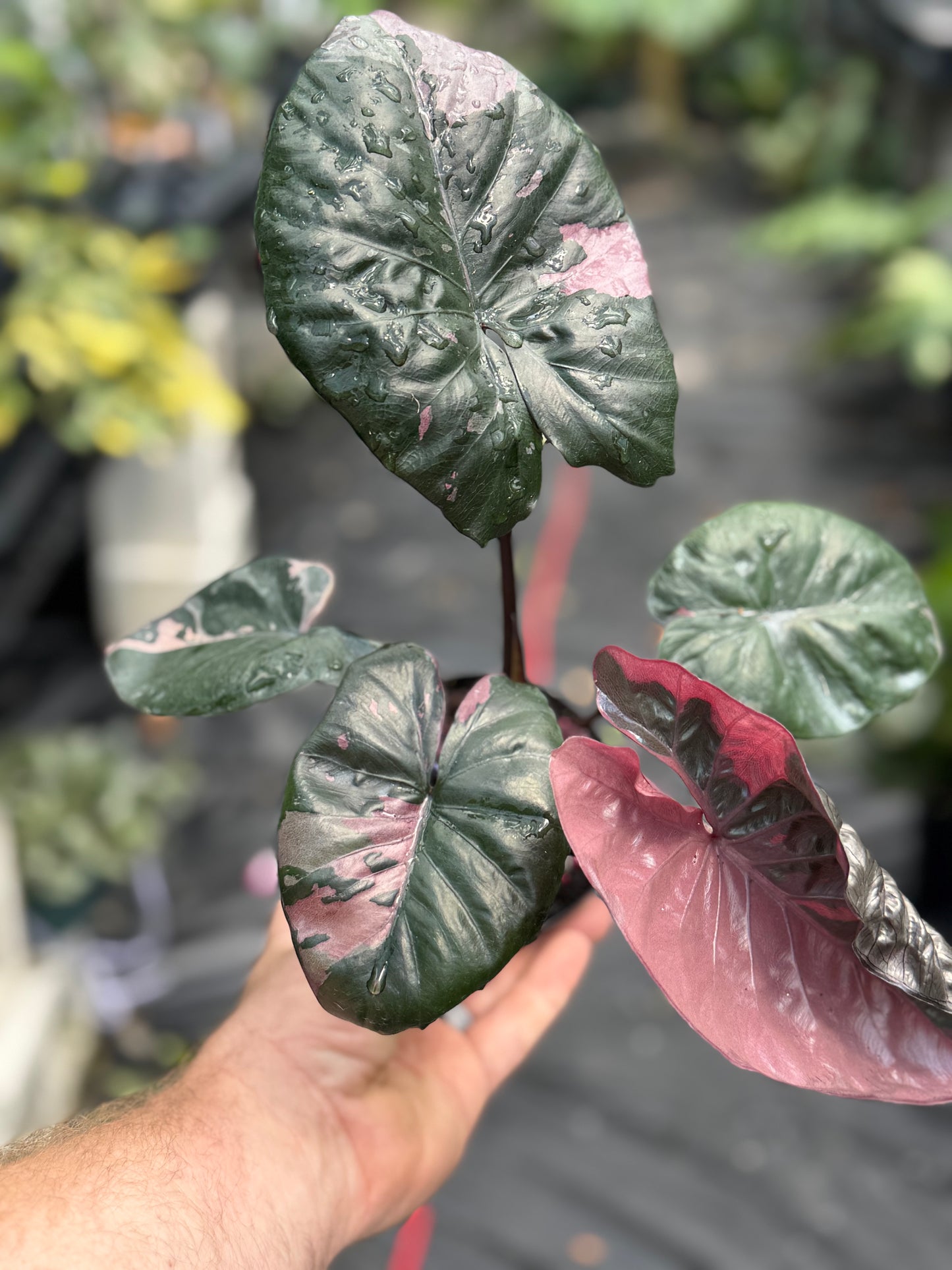 Alocasia serendipity variegated