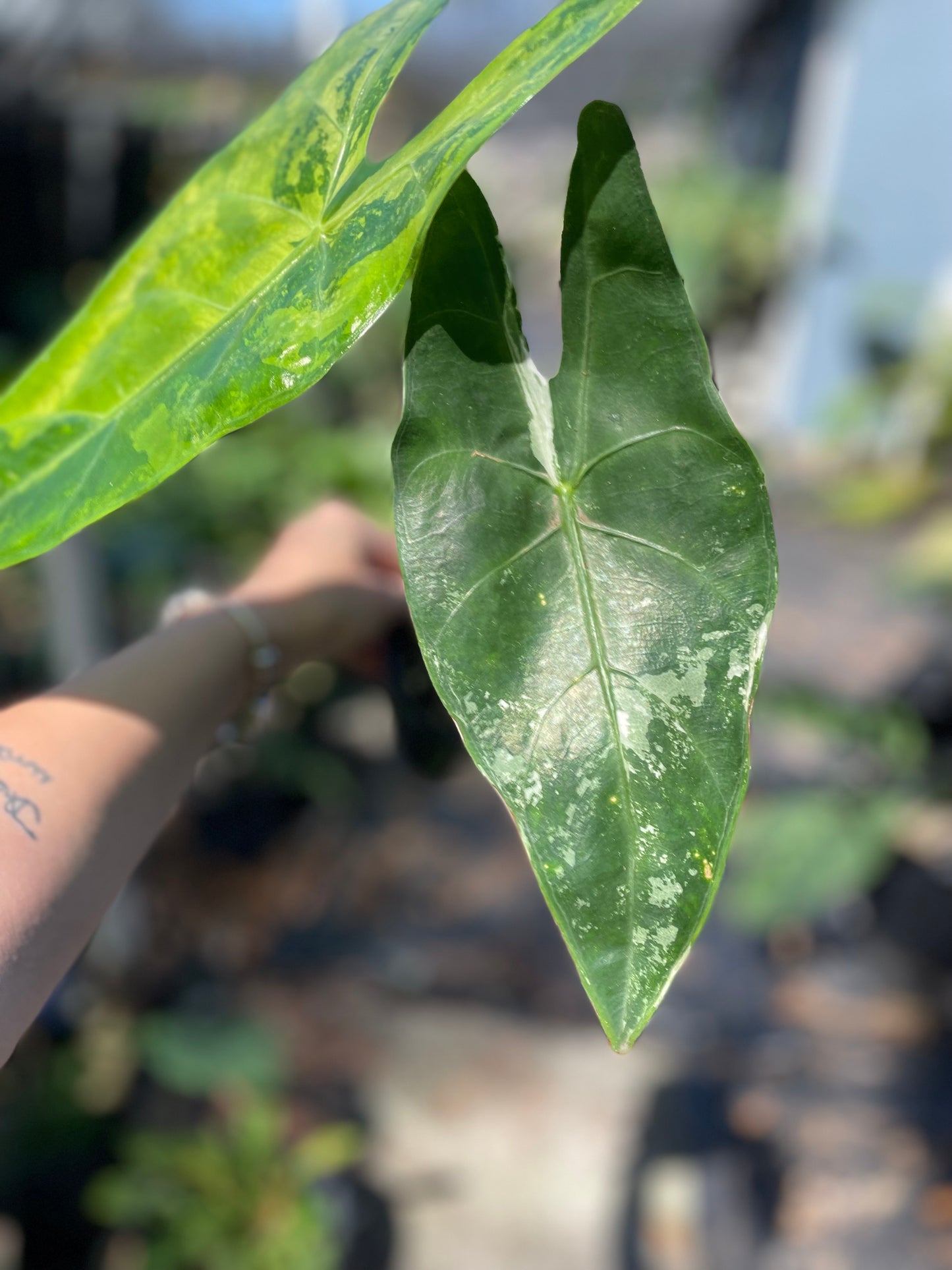 Alocasia Longiloba Albo Variegated