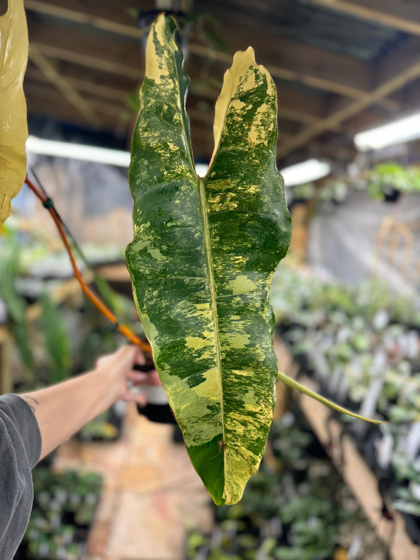 Philodendron billietiae variegated