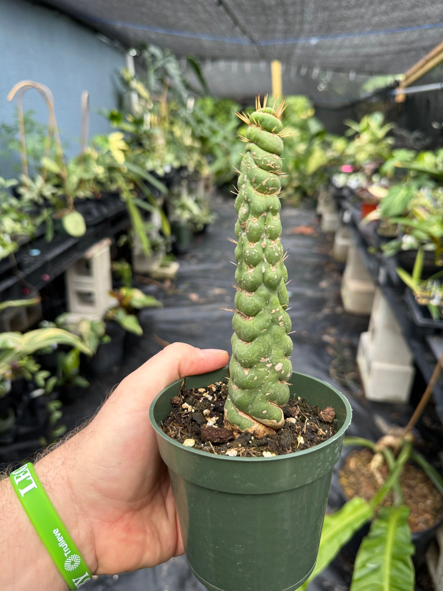 Eulychnia Crastanea Crestata 'Unicorn Cactus'