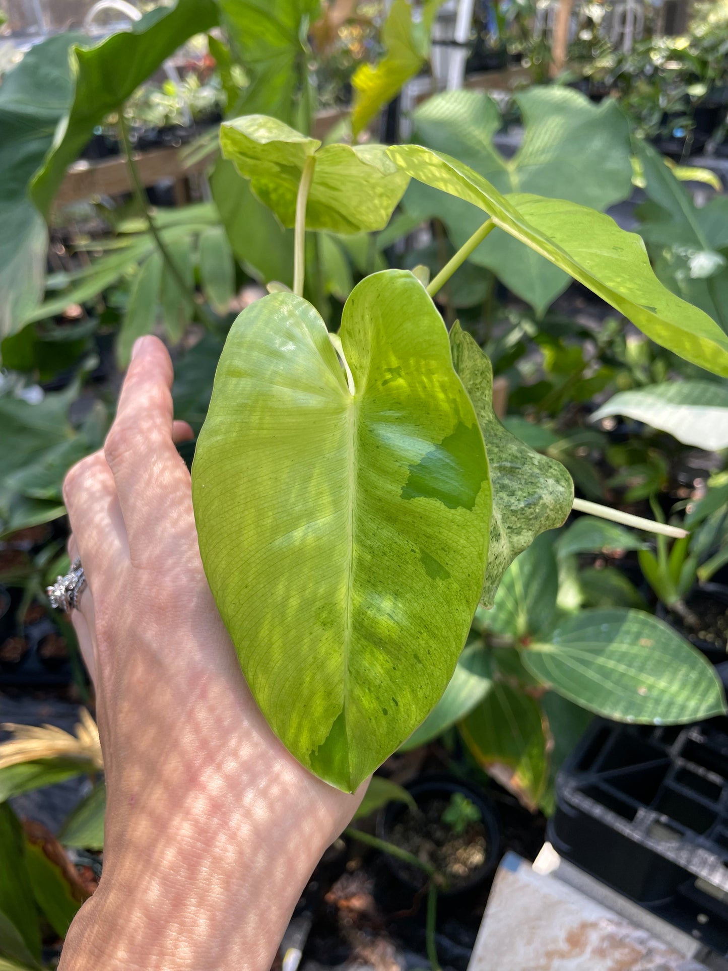 Philodendron burle marx mint