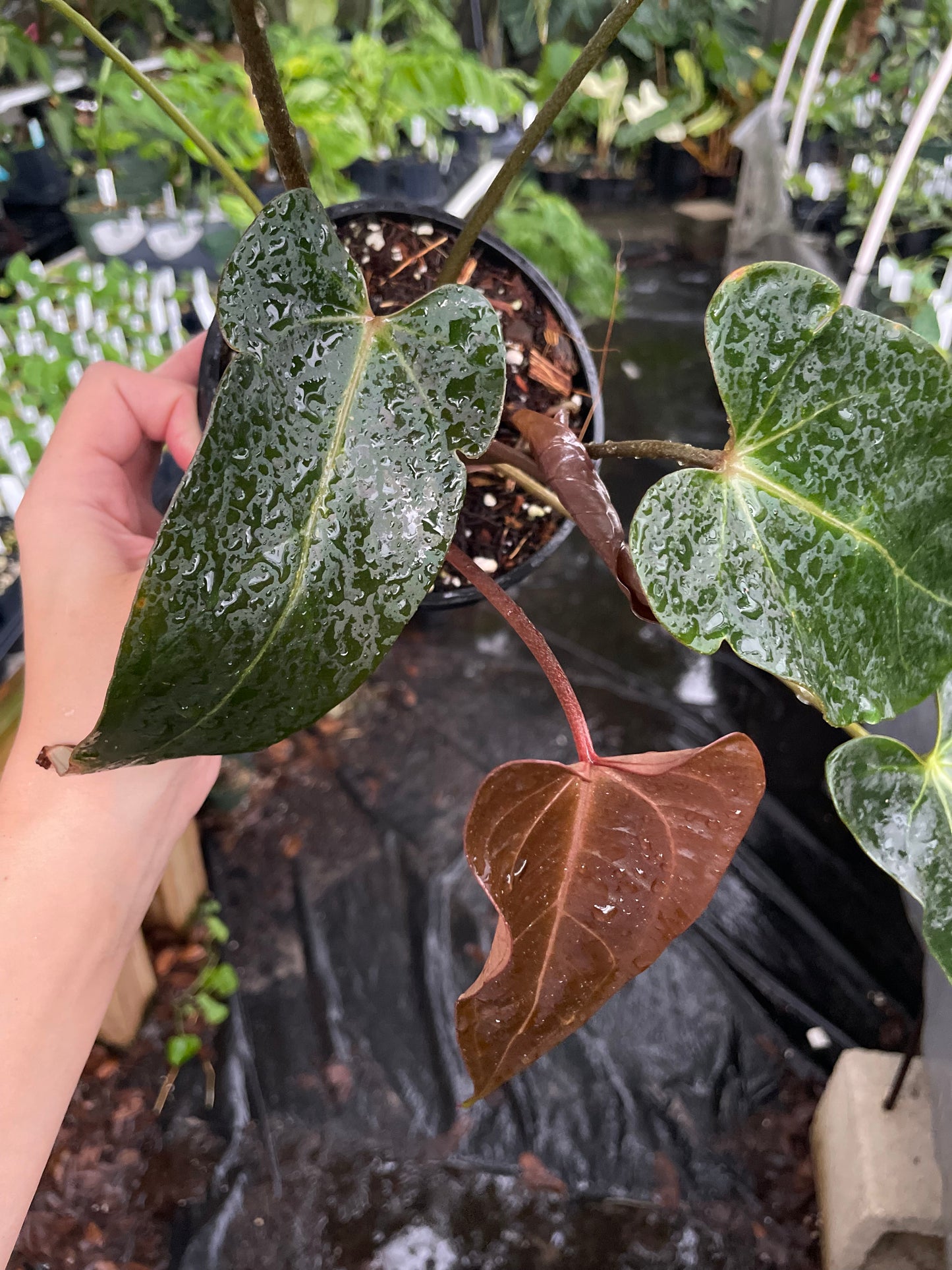 Anthurium Doc Block red velvet cake x dark and handsome