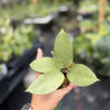 Hoya sp. trenggalek 'Menak Sopal' (Silver)