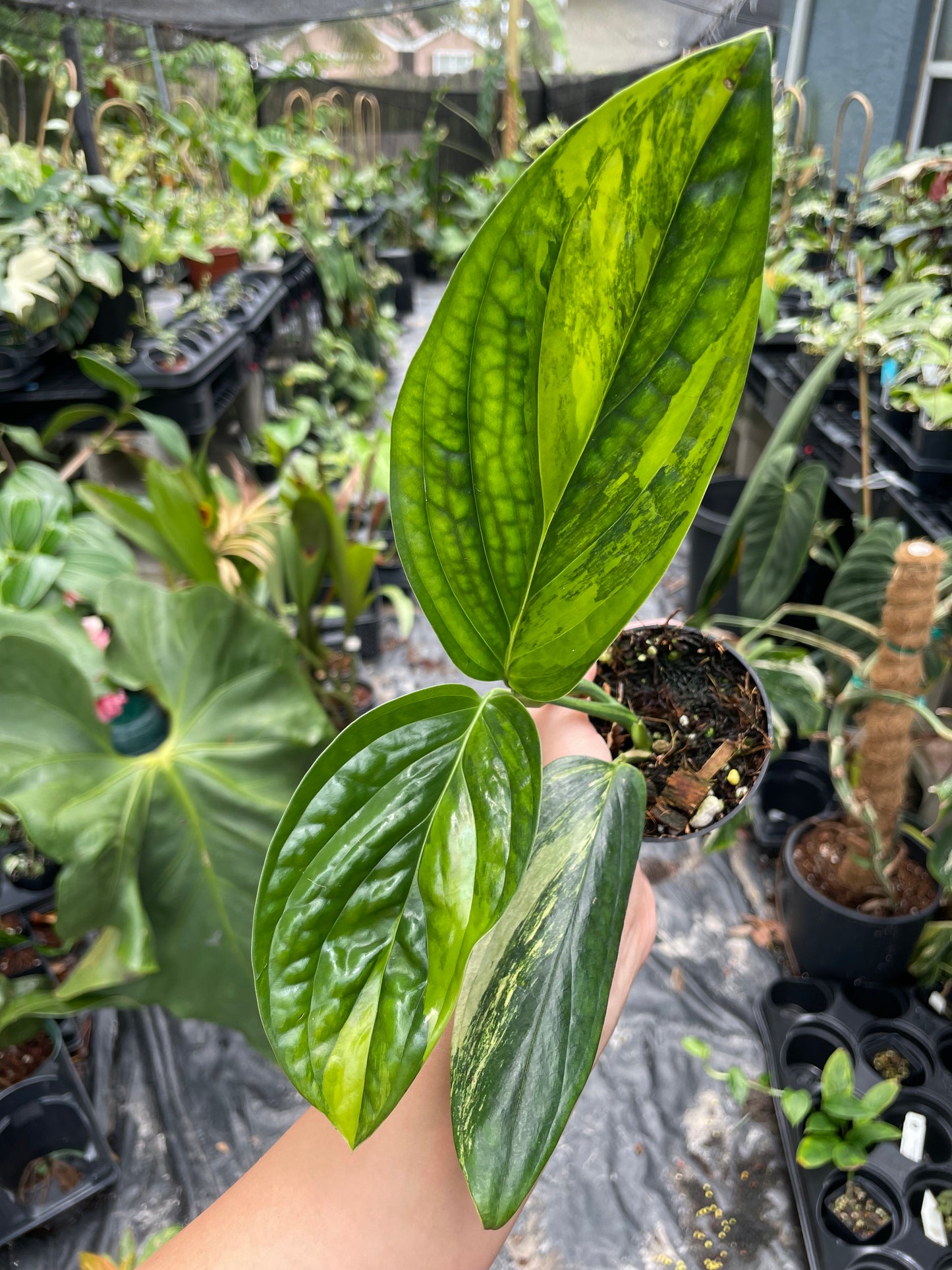 Monstera Peru variegated