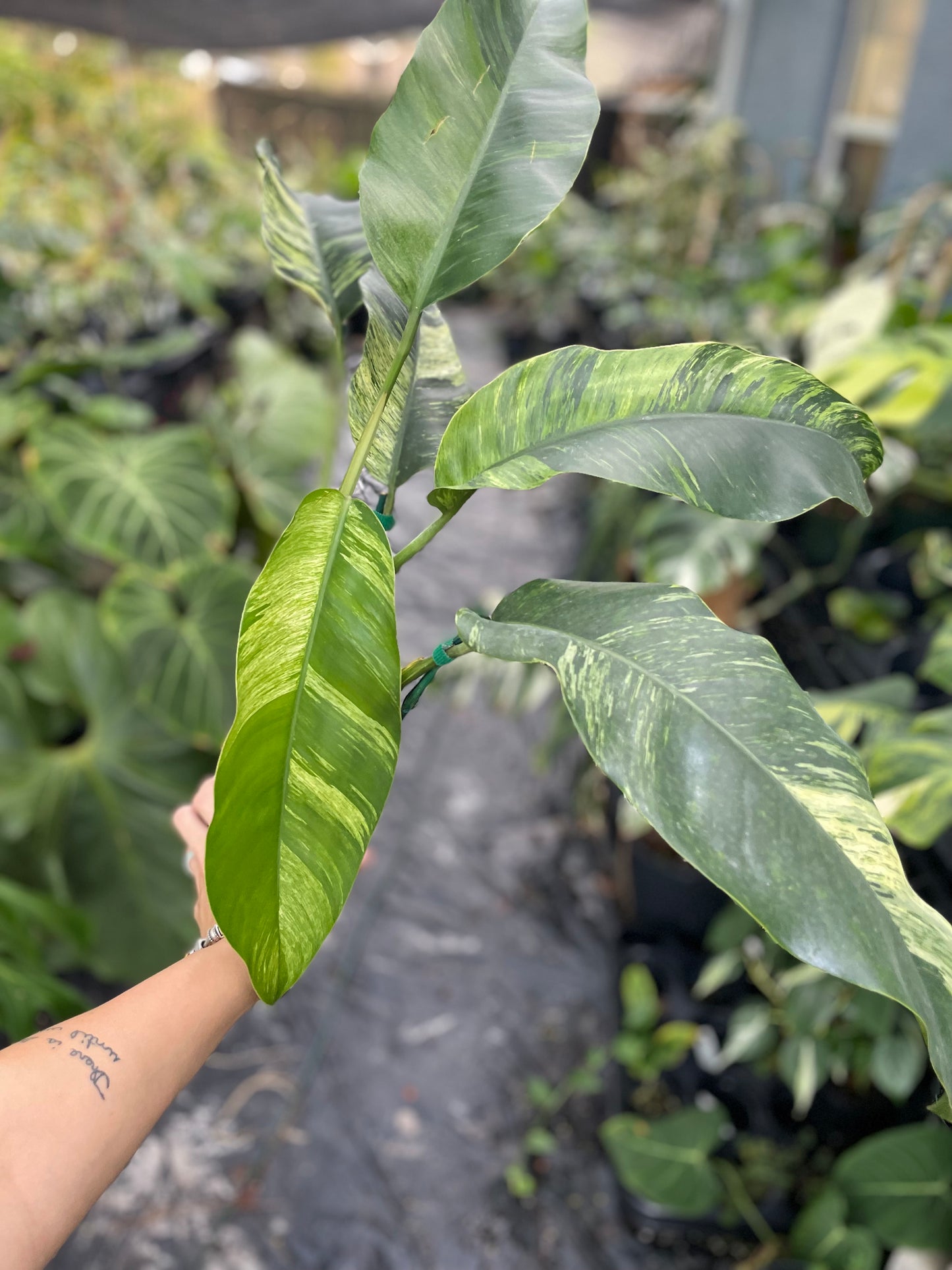 Epipremnum giganteum variegated