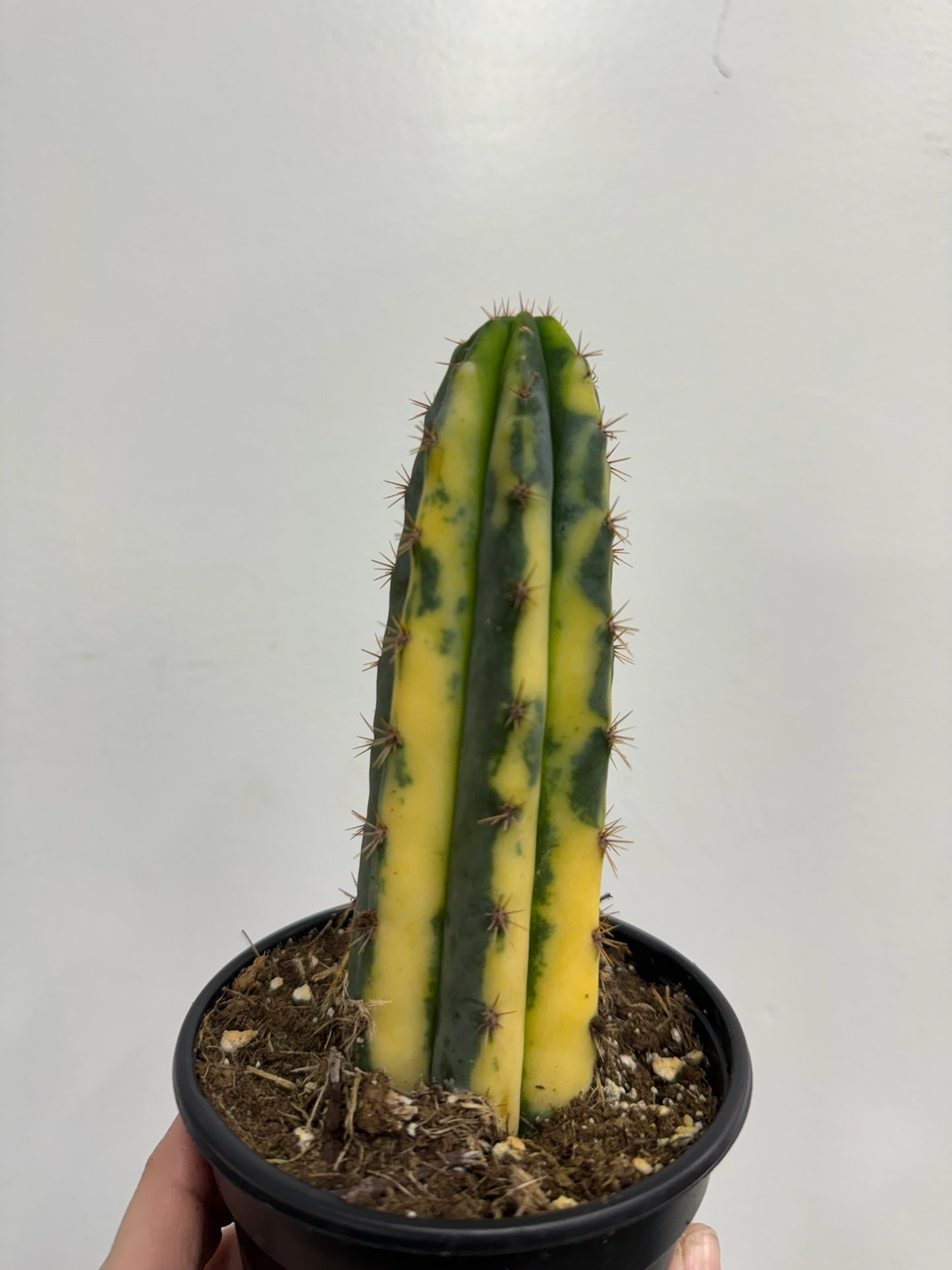 Variegated San Pedro Cactus | Trichocereus pachanoi variegata