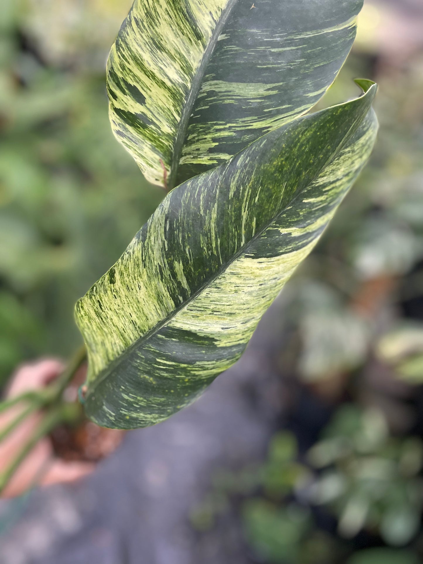 Epipremnum giganteum variegated