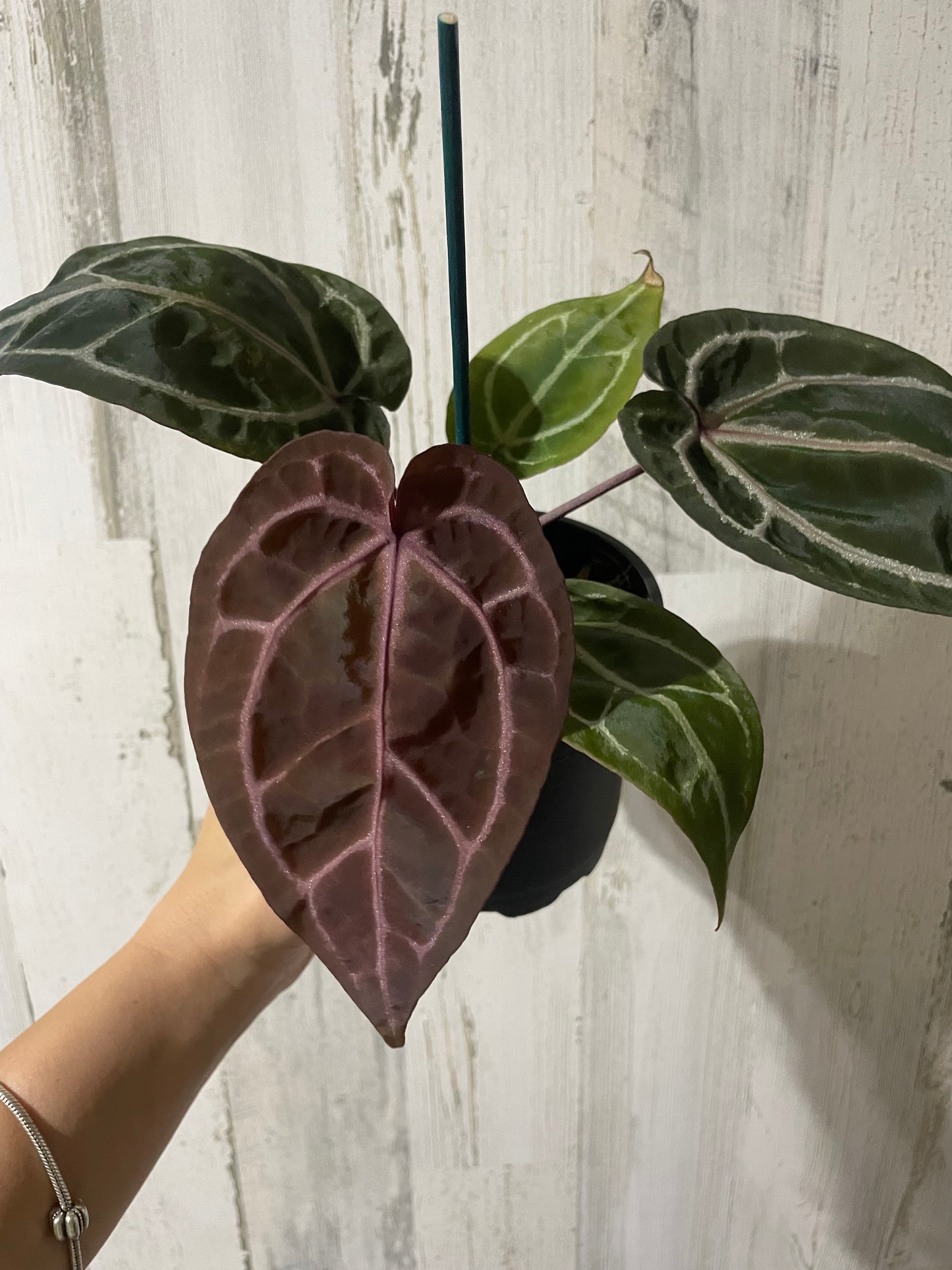 Anthurium ‘Zara’ Doc block