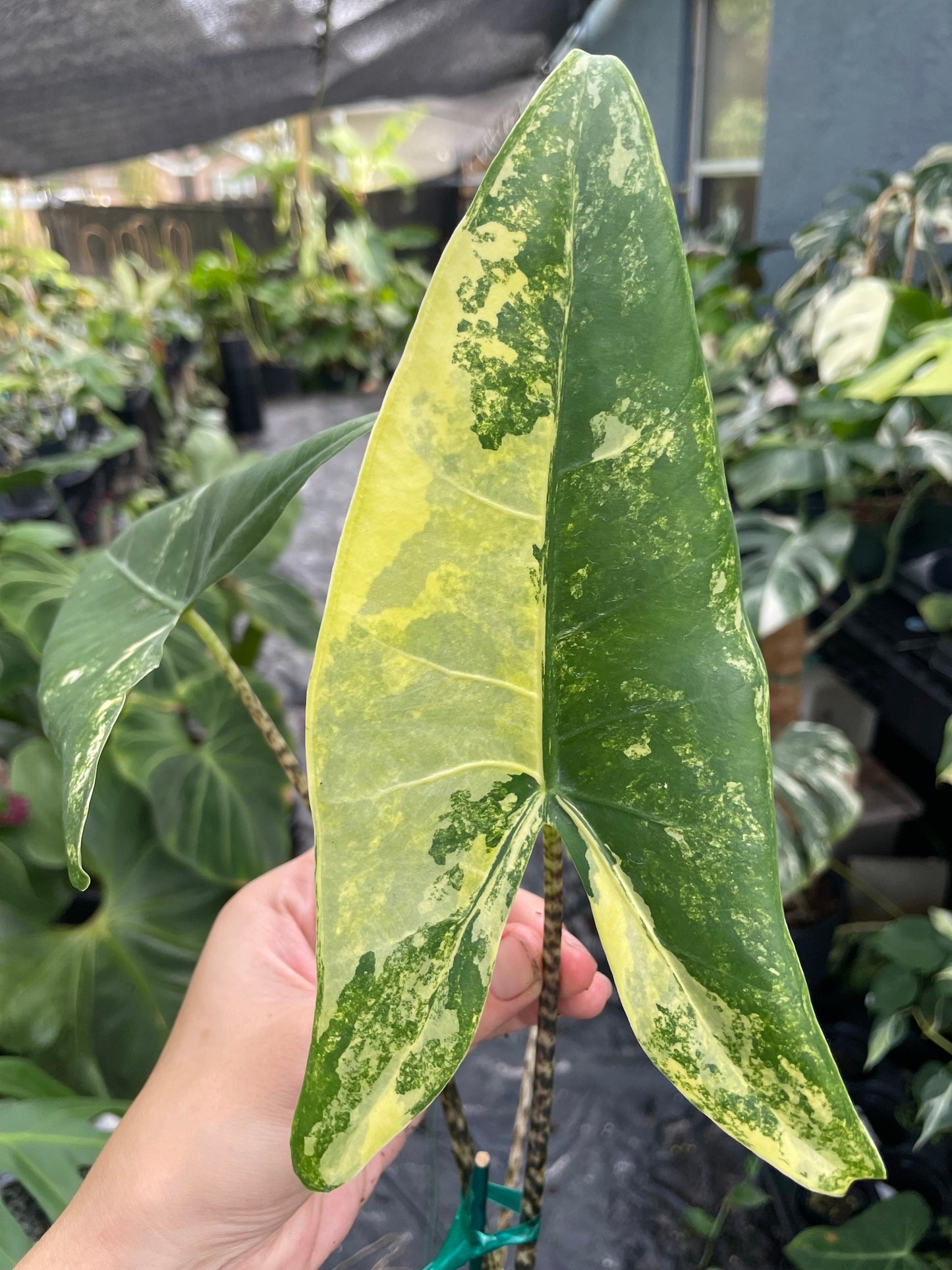 Alocasia zebrina variegated