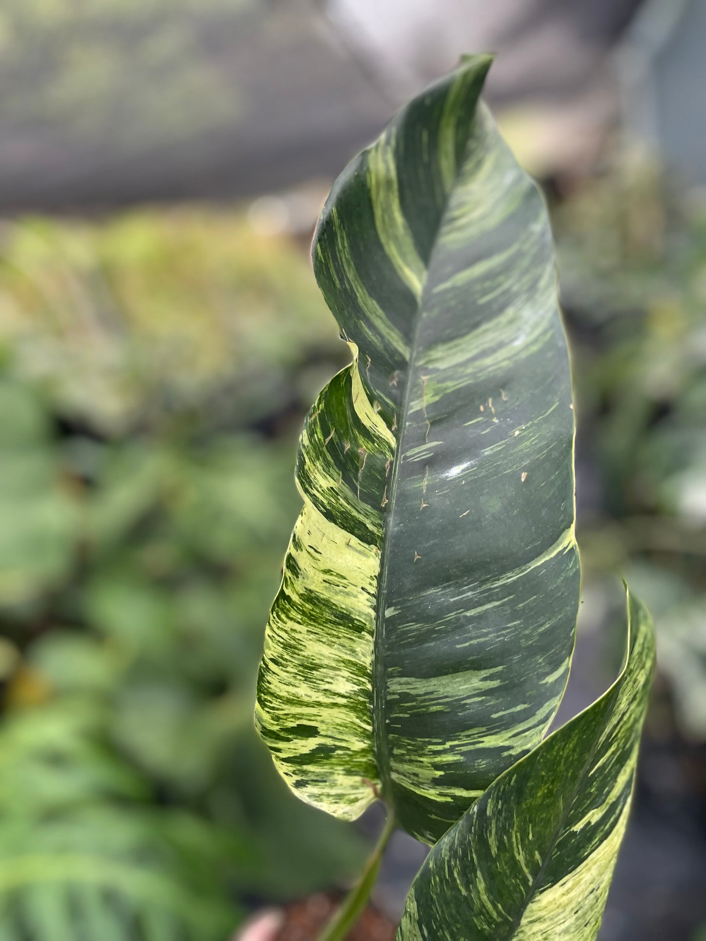 Epipremnum giganteum variegated