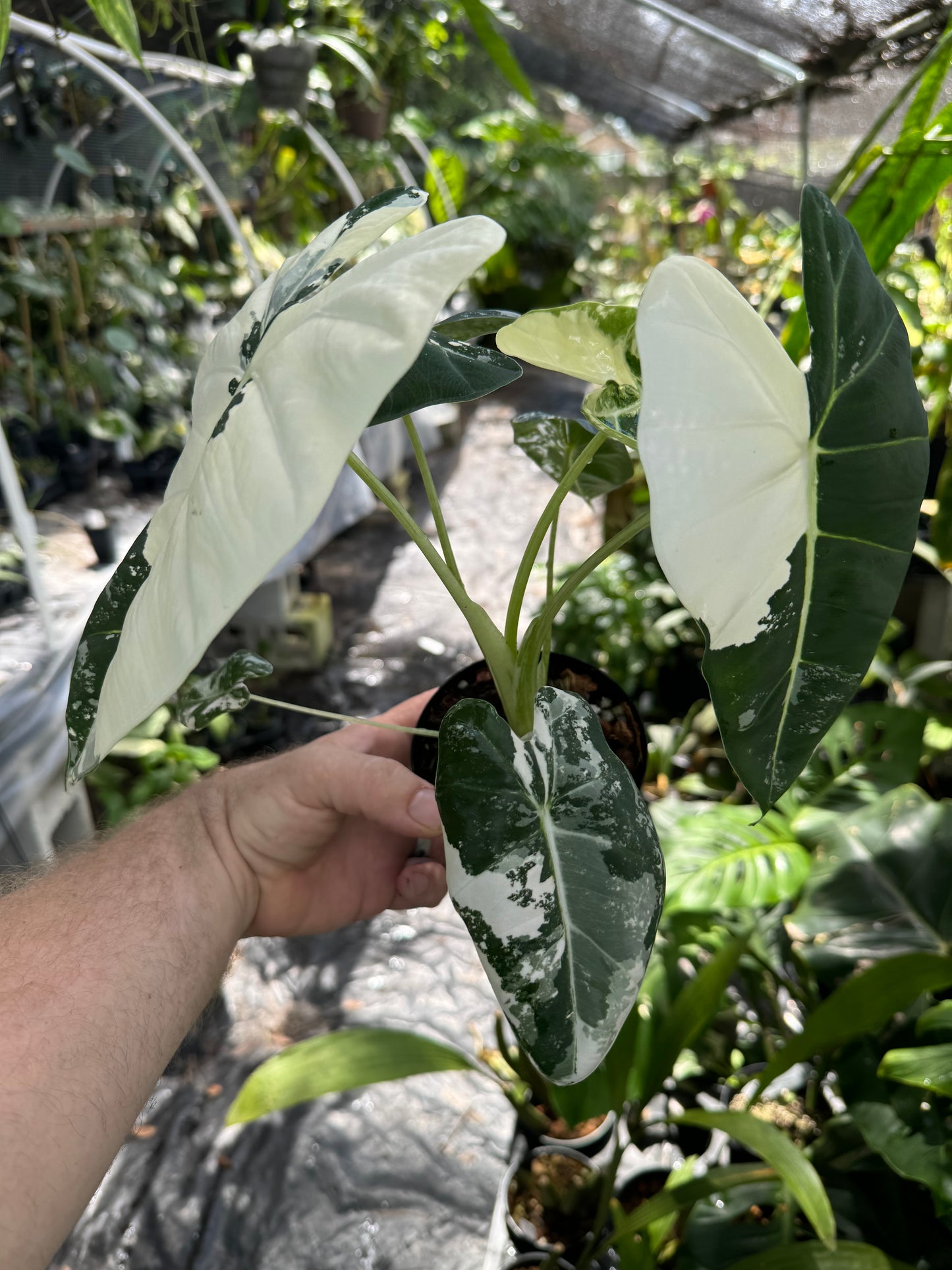 Alocasia Frydek Variegated