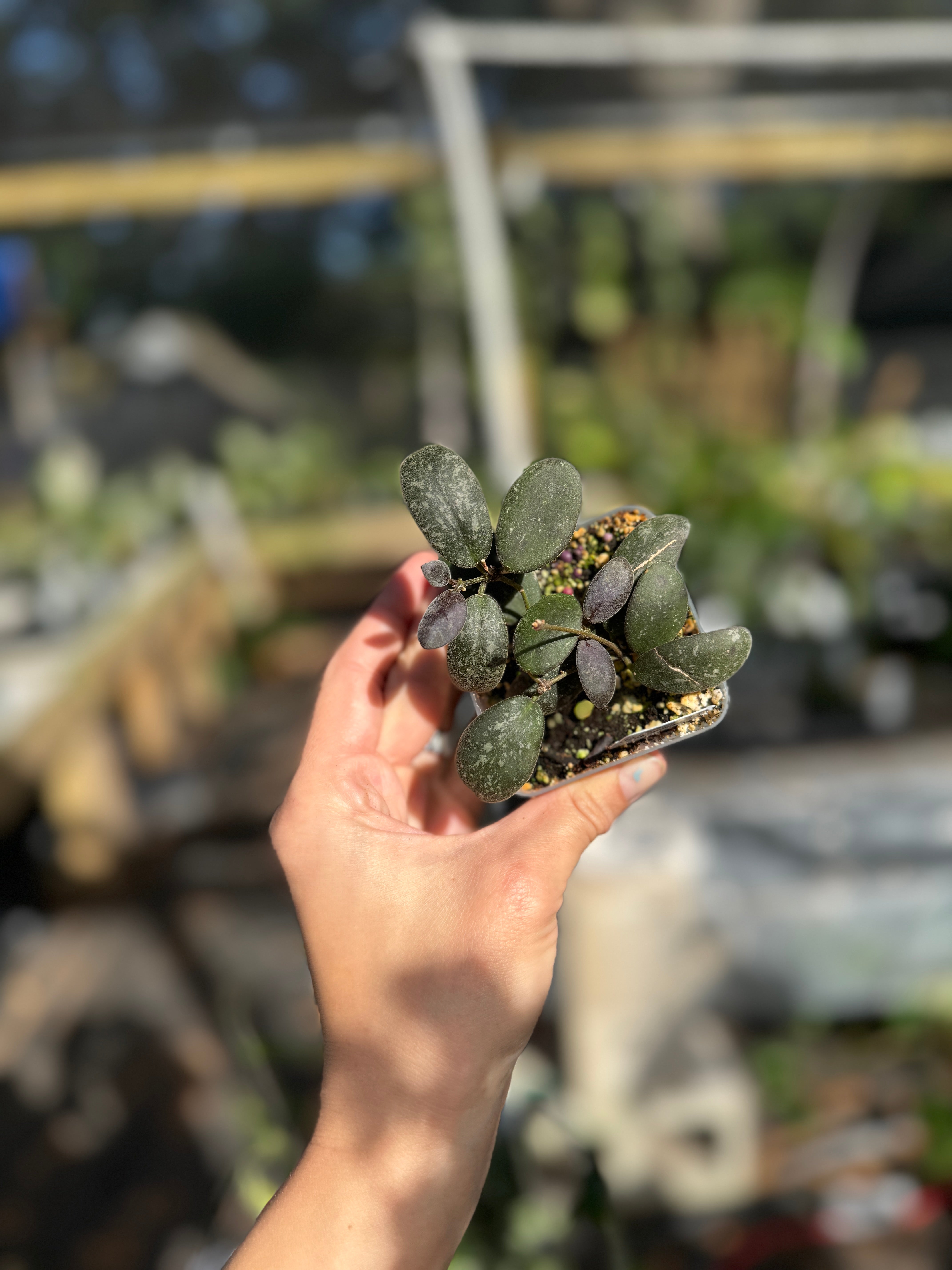 Hoya – Page 3 – Jax's Jungle