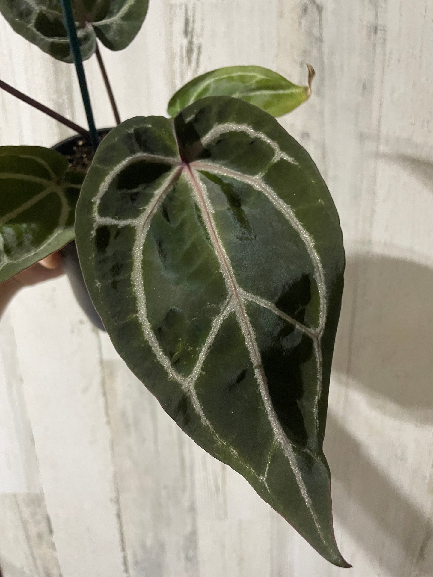 Anthurium ‘Zara’ Doc block