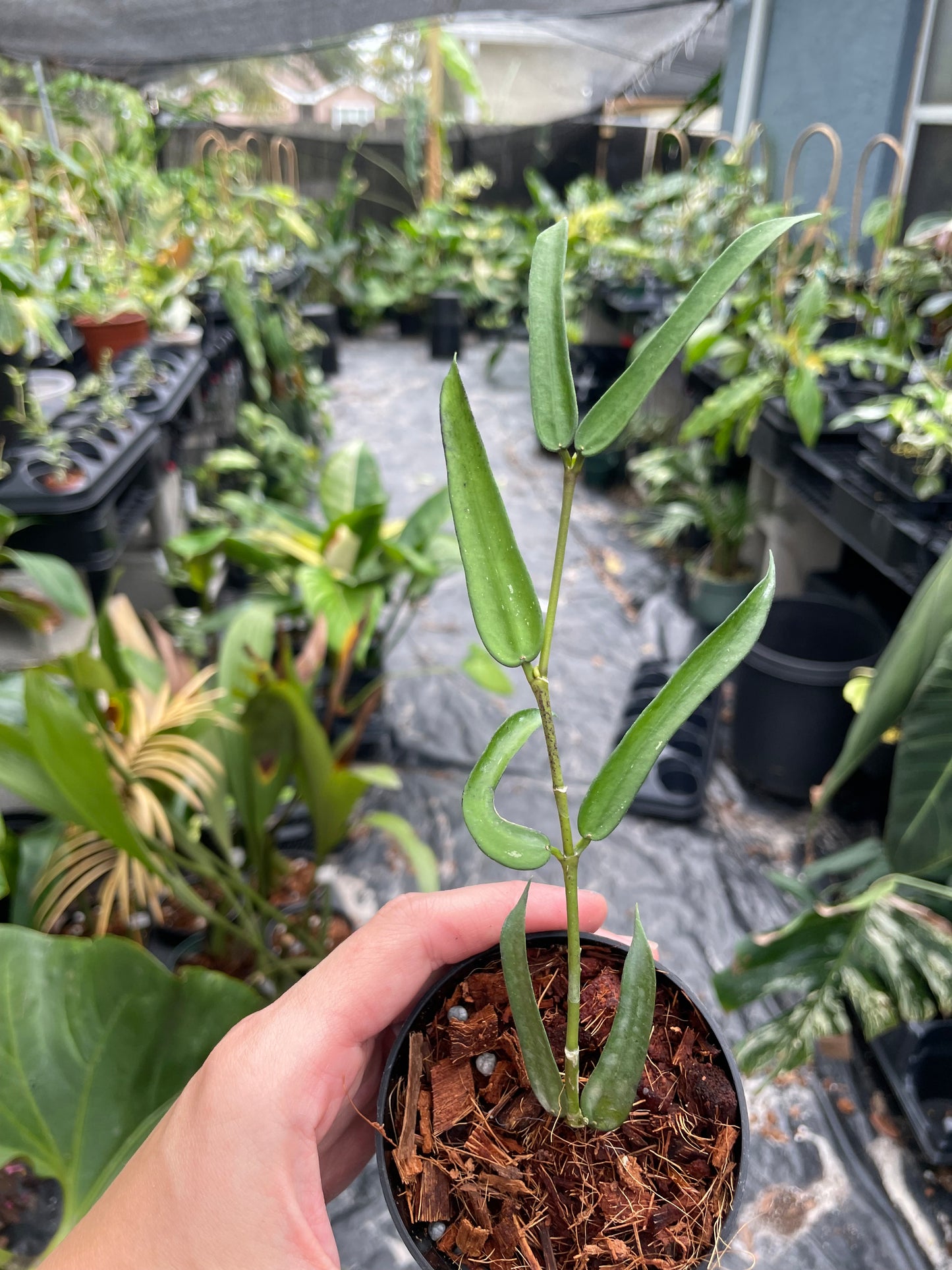 Hoya pandurata